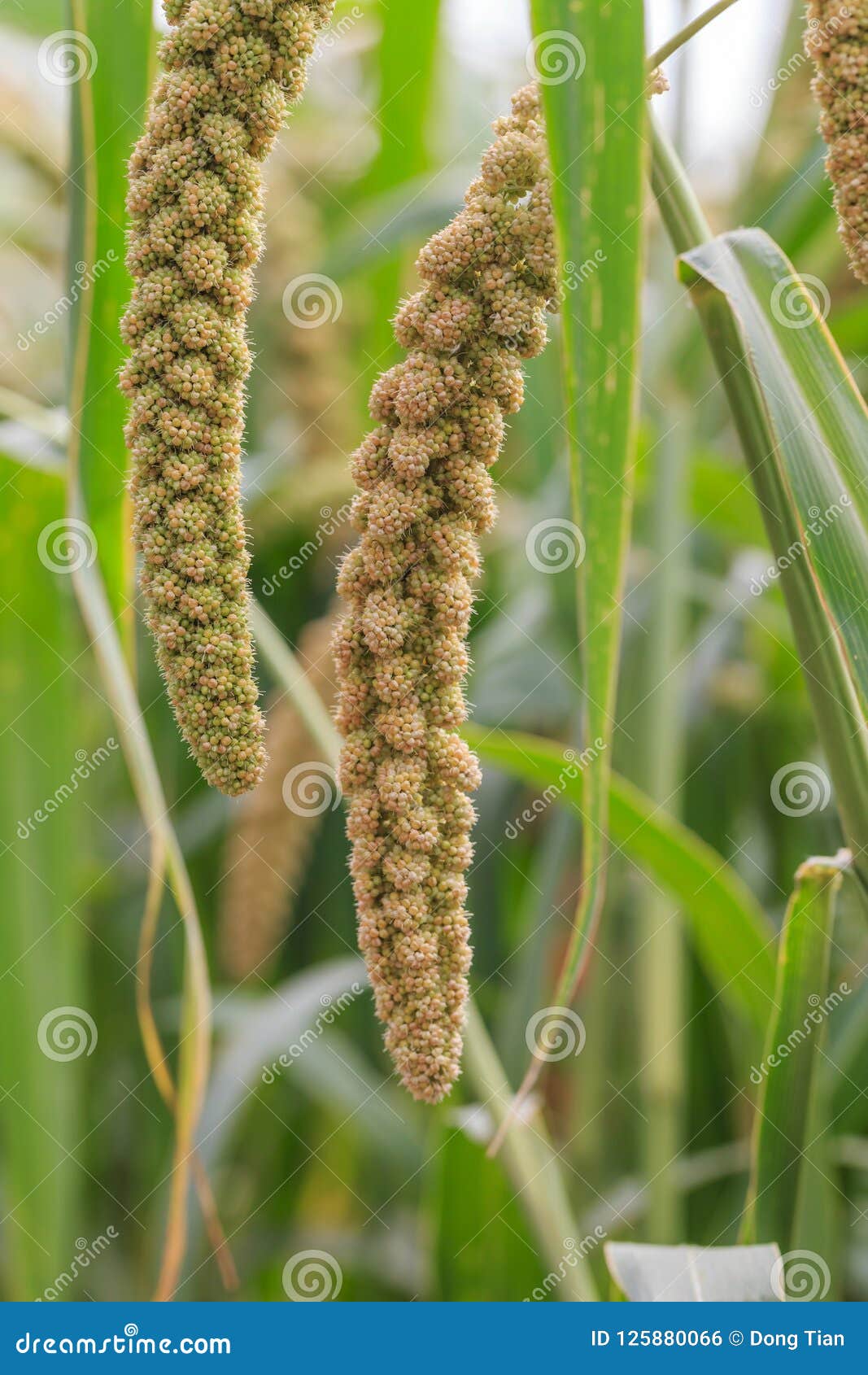 Millet Planted in the Fields Stock Photo Image of millet, china