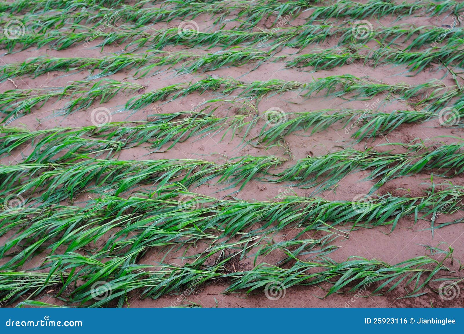 Millet seedlings stock photo. Image of disasters, land 25923116