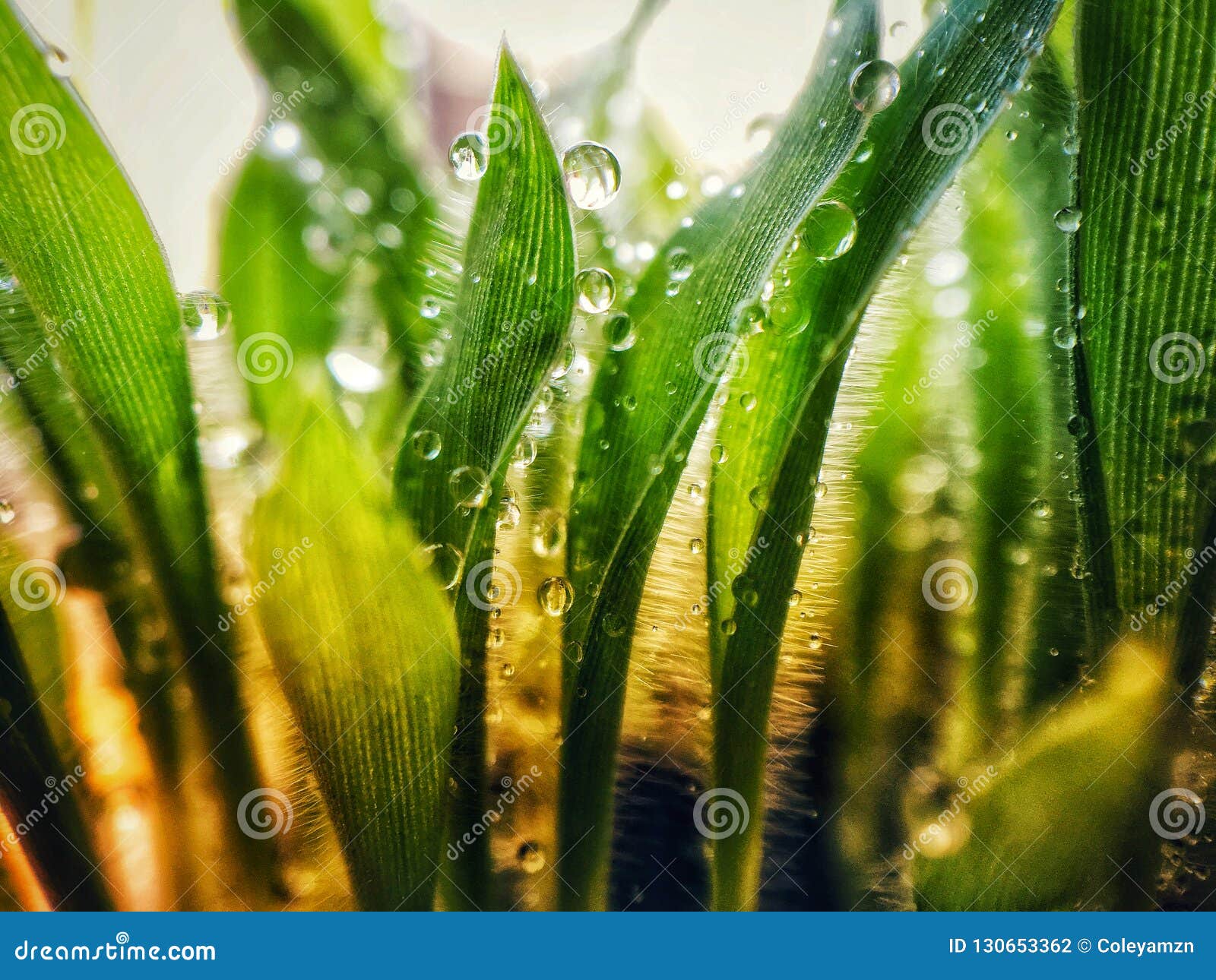 Millet Seedlings stock photo. Image of stunning, closeup 130653362