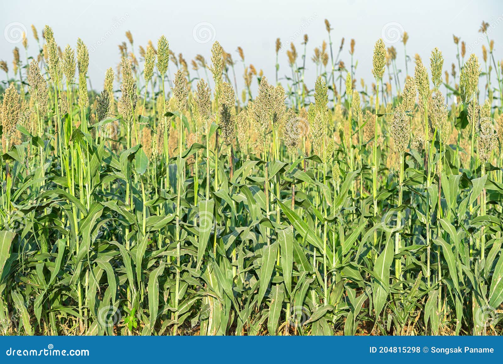 Millet or Plantations in the Field Stock Photo Image of close