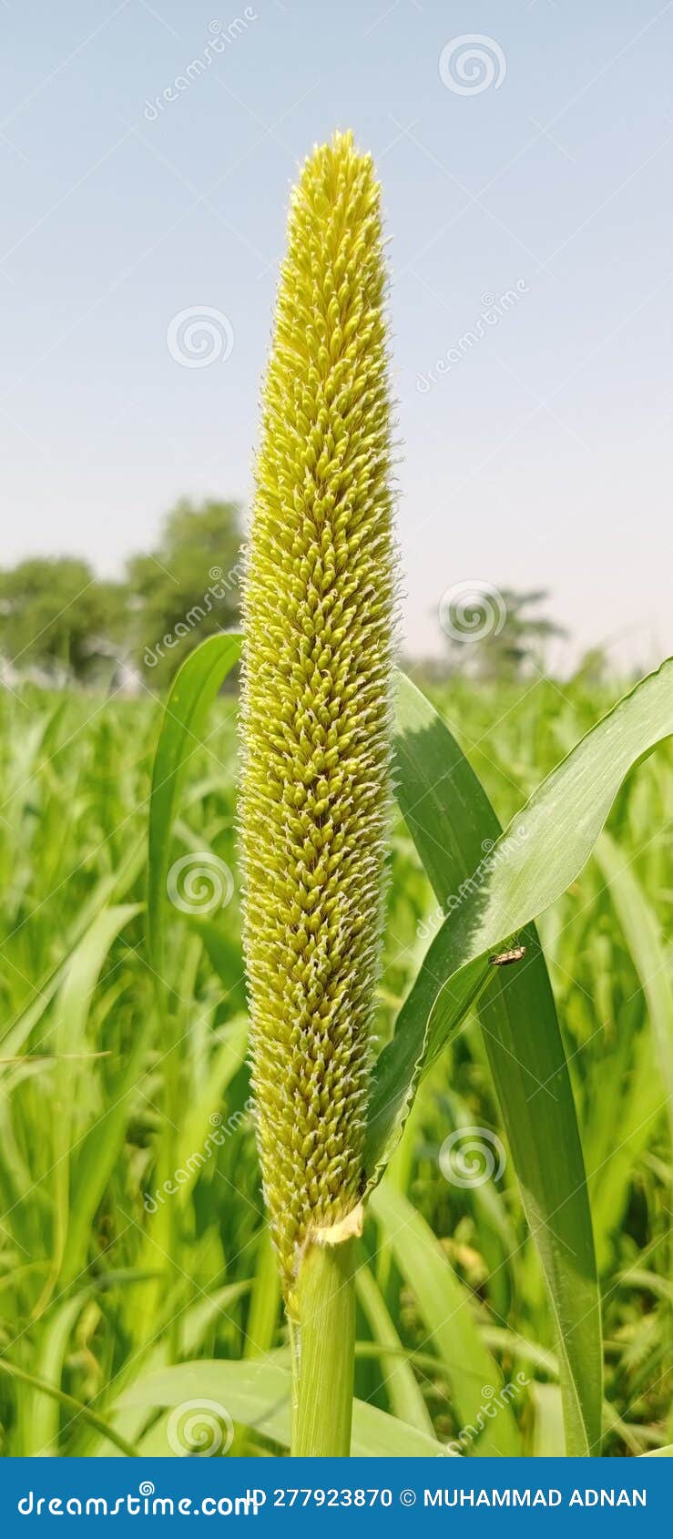 Millet Stalk at Green Fields Stock Photo Image of millet, stalk 277923870