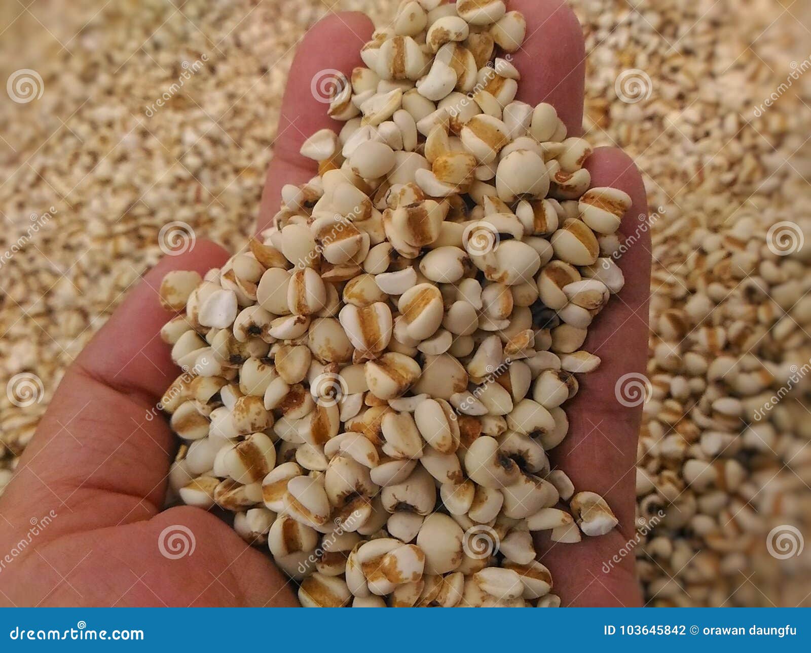 Millets photo stock. Image du collectes, groupe, fortement 103645842