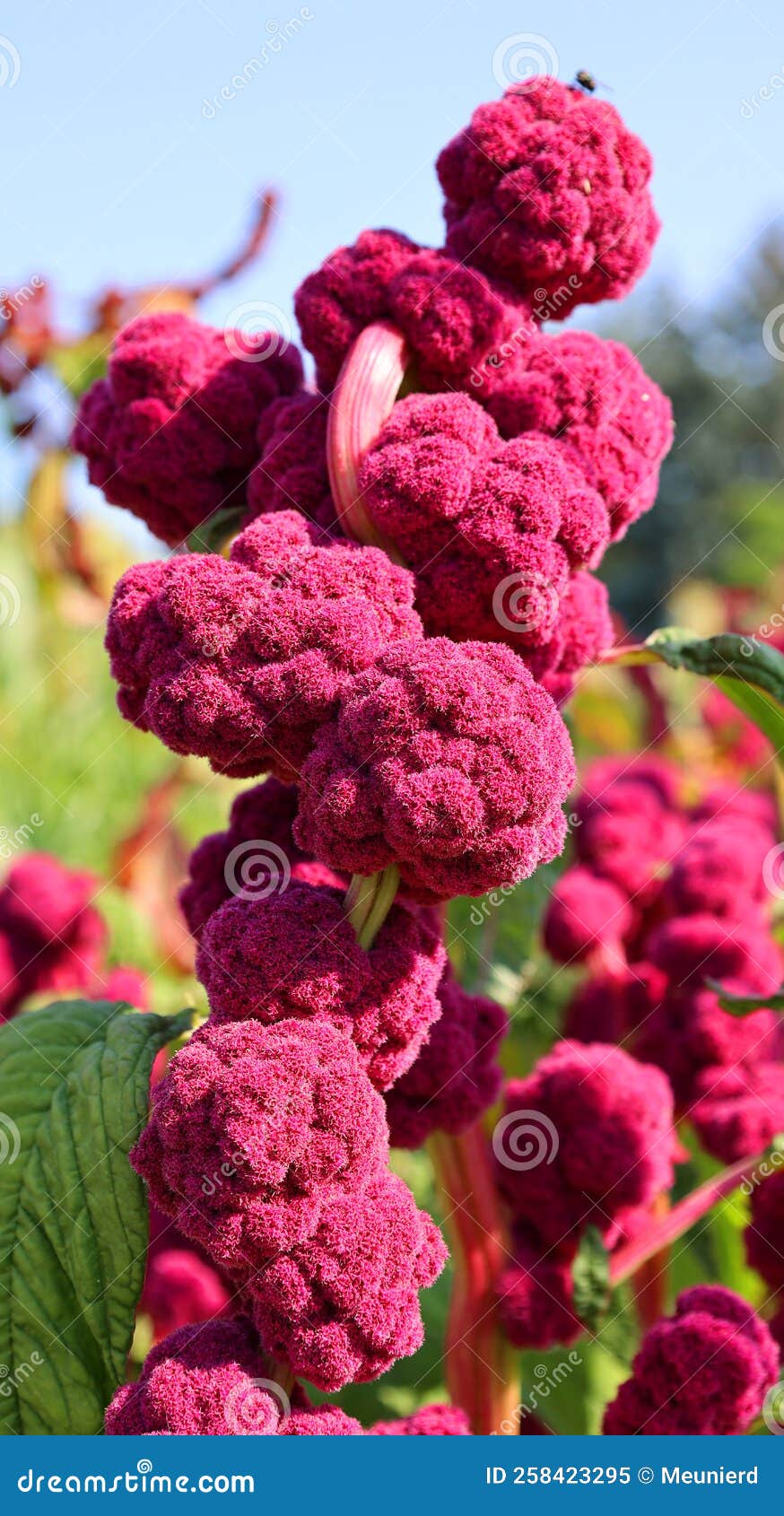 Millets are a Group of Highly Variable Smallseeded Grasses, Stock