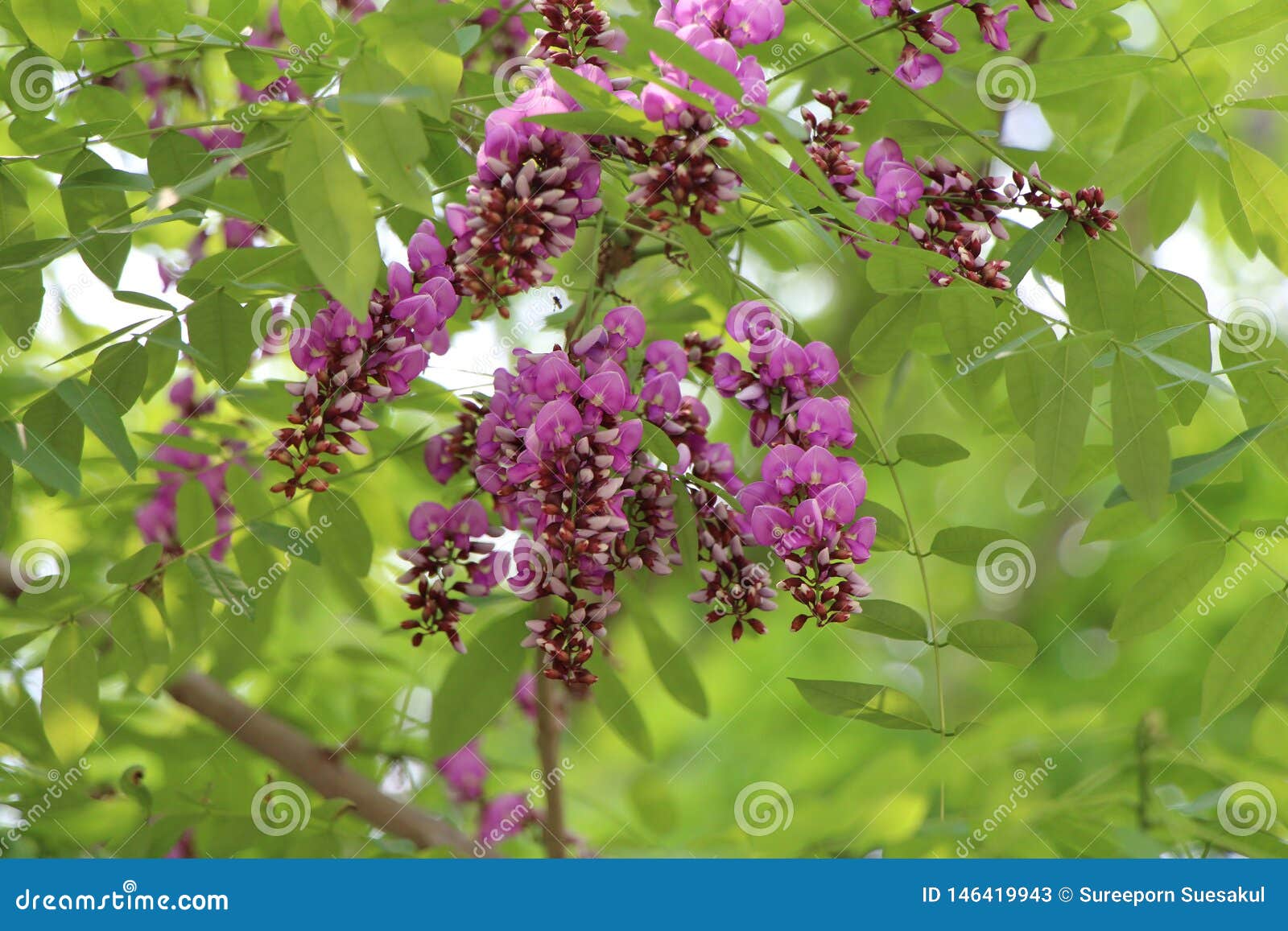 millettia brandisiana kurz, leguminosae