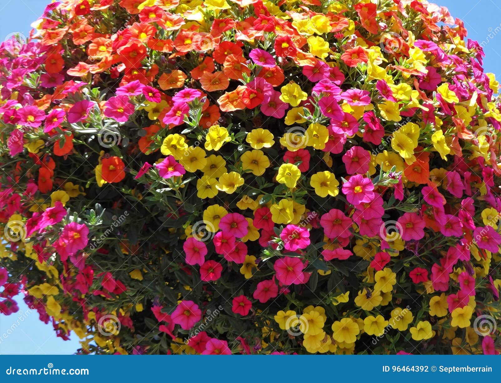 Million Bells Bloom in Multiple Colors in a Hanging Basket Stock Photo Image of floral