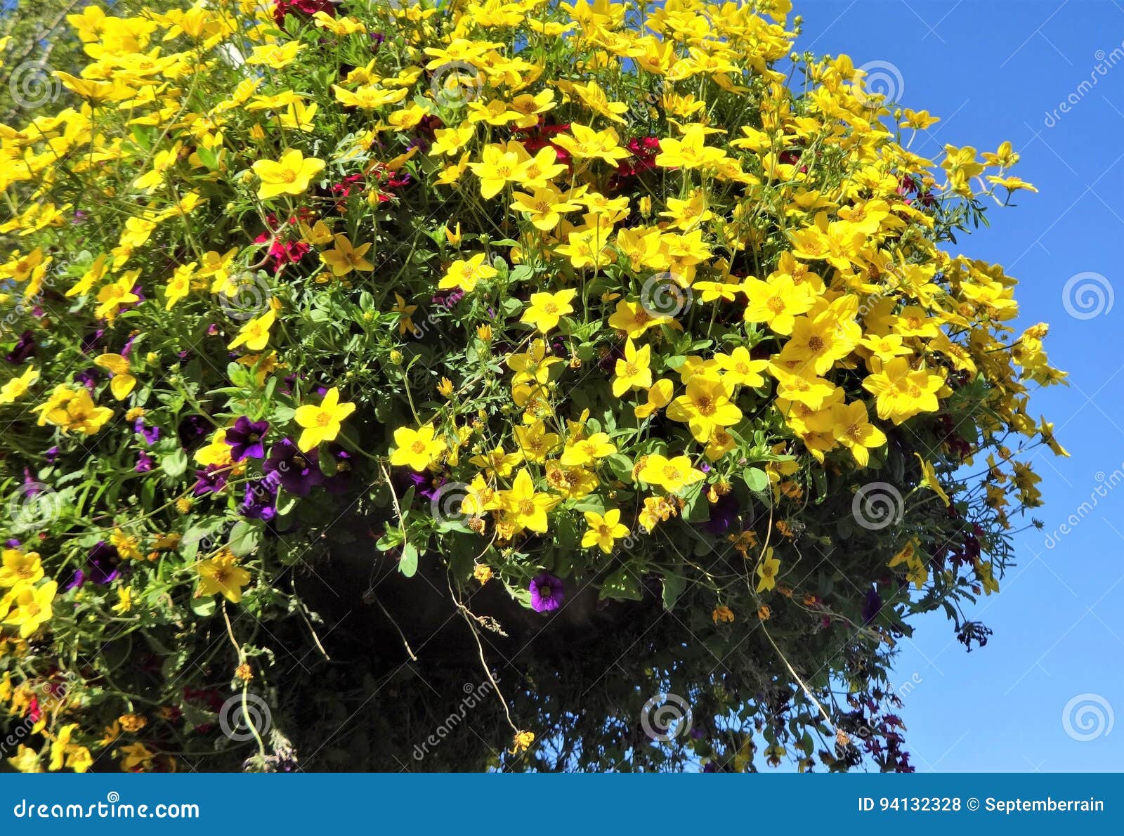 Million Bells Bloom in Summer Stock Photo Image of blossom, green 94132328