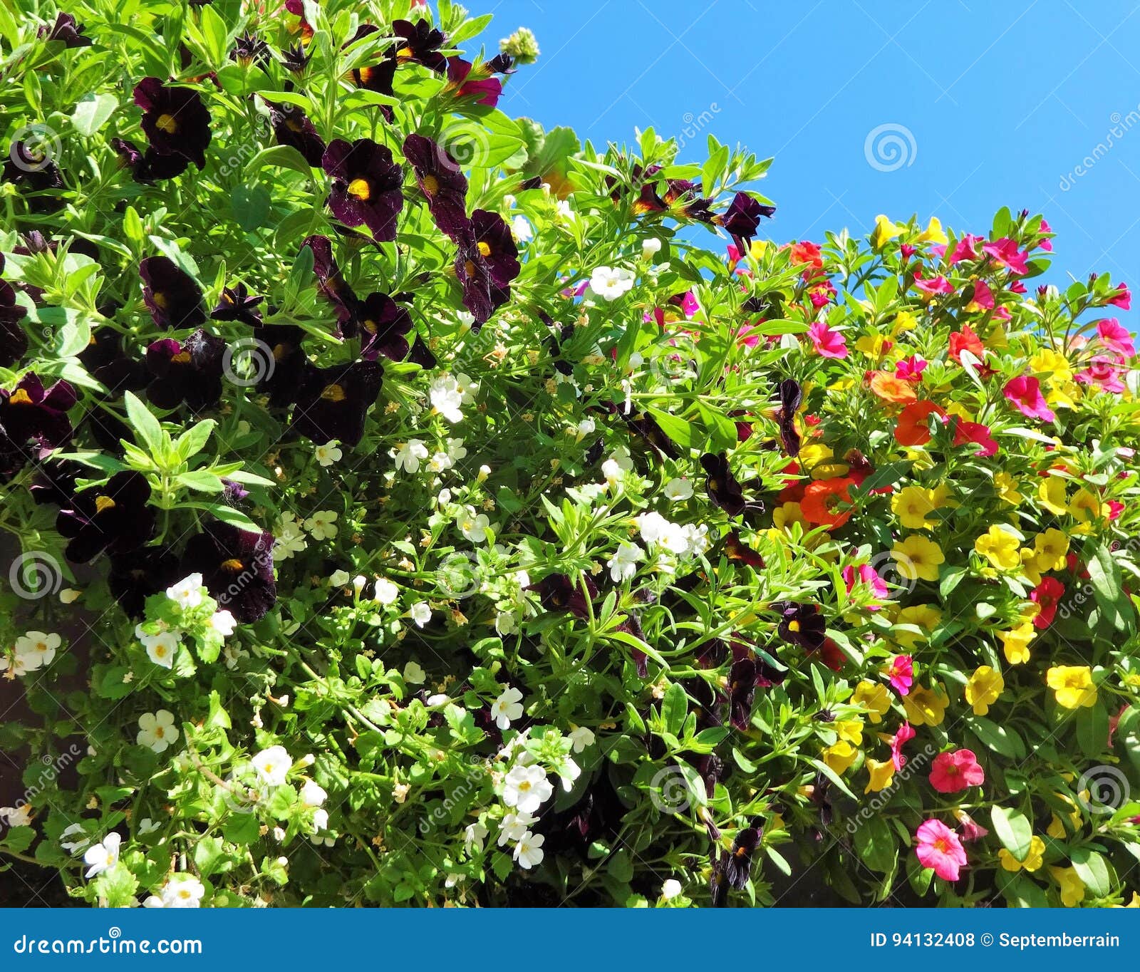 Million Bells Bloom in Summer Stock Photo Image of mass, colorful 94132408