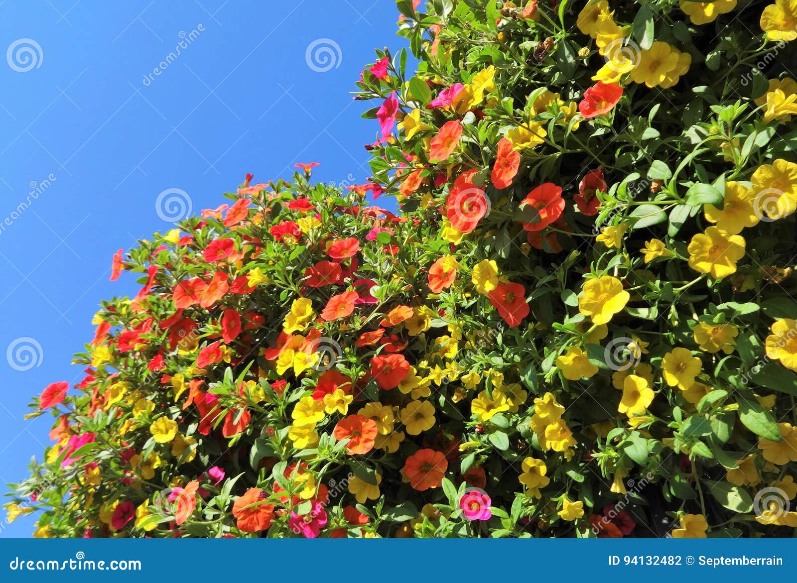 Million Bells Bloom in Summer Stock Photo Image of multiple, decorative 94132482