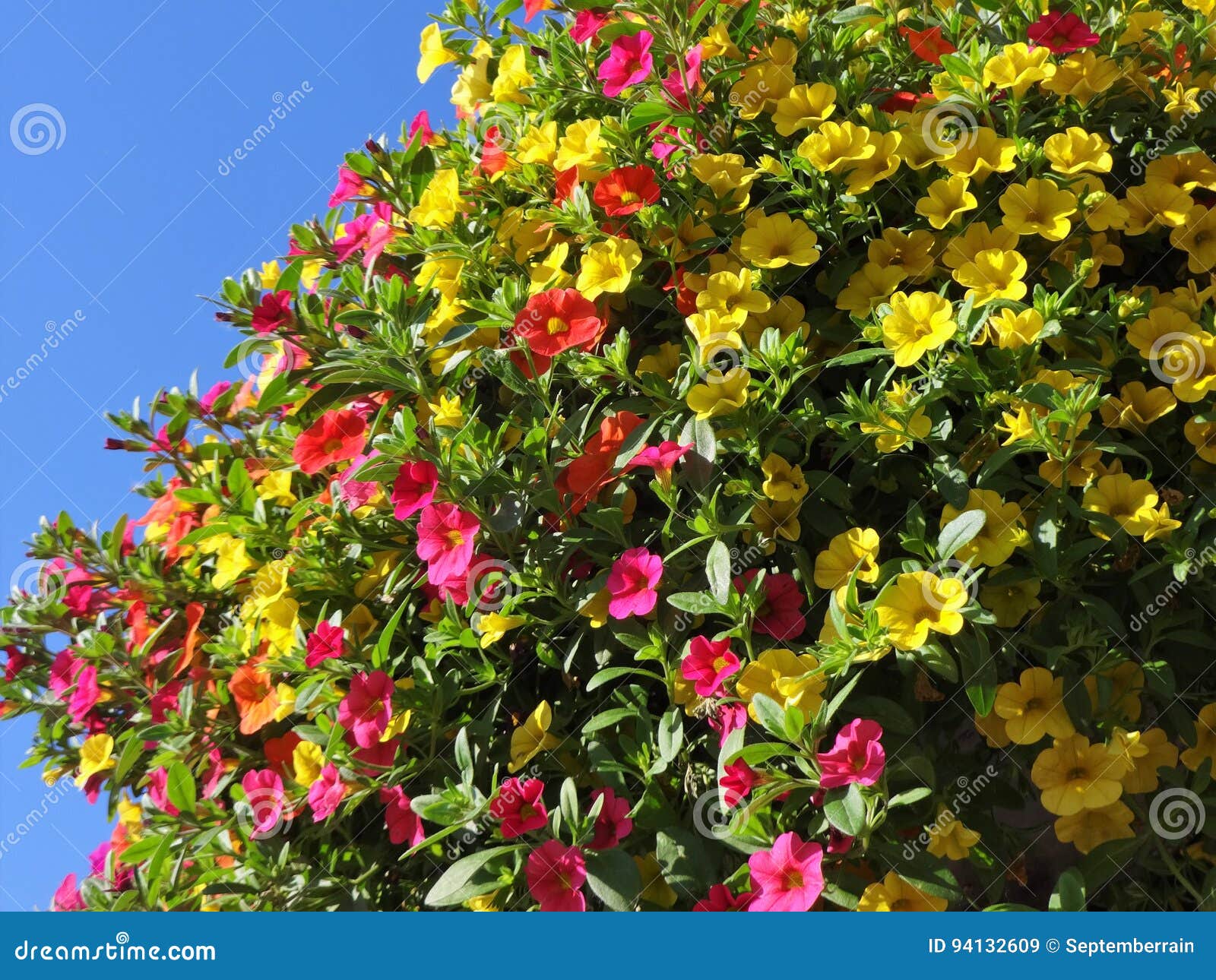 Million Bells Bloom in Summer Stock Image Image of multiple, basket 94132609