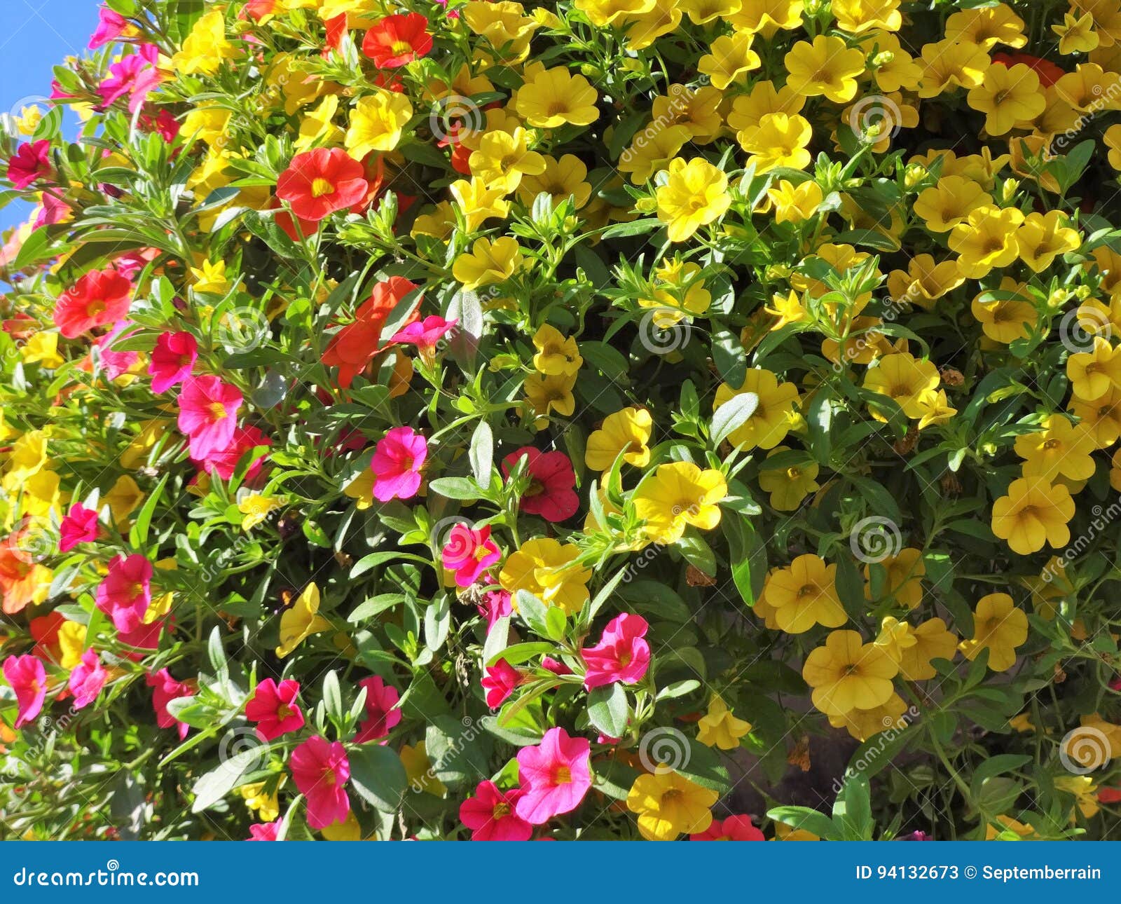 Million Bells Bloom in Summer Stock Image Image of decoration, colors 94132673