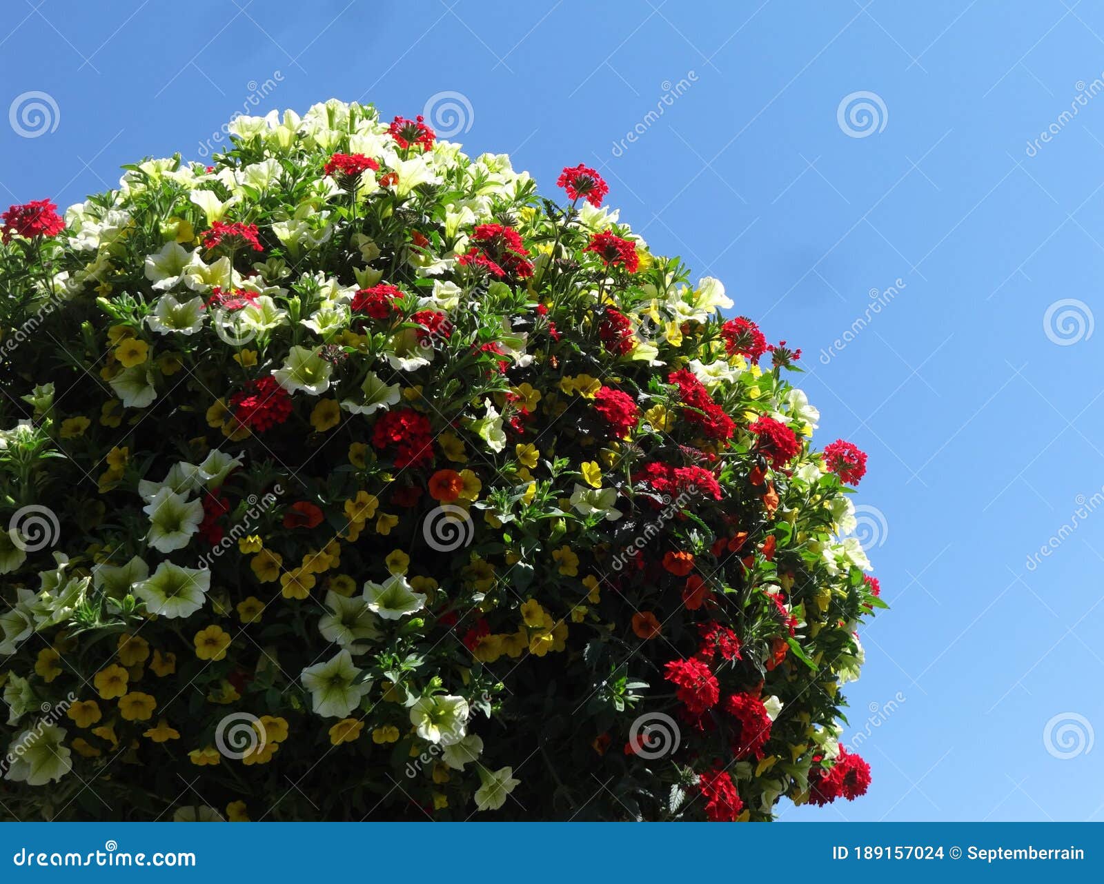 Million Bells Blooming in a Hanging Basket Stock Photo Image of