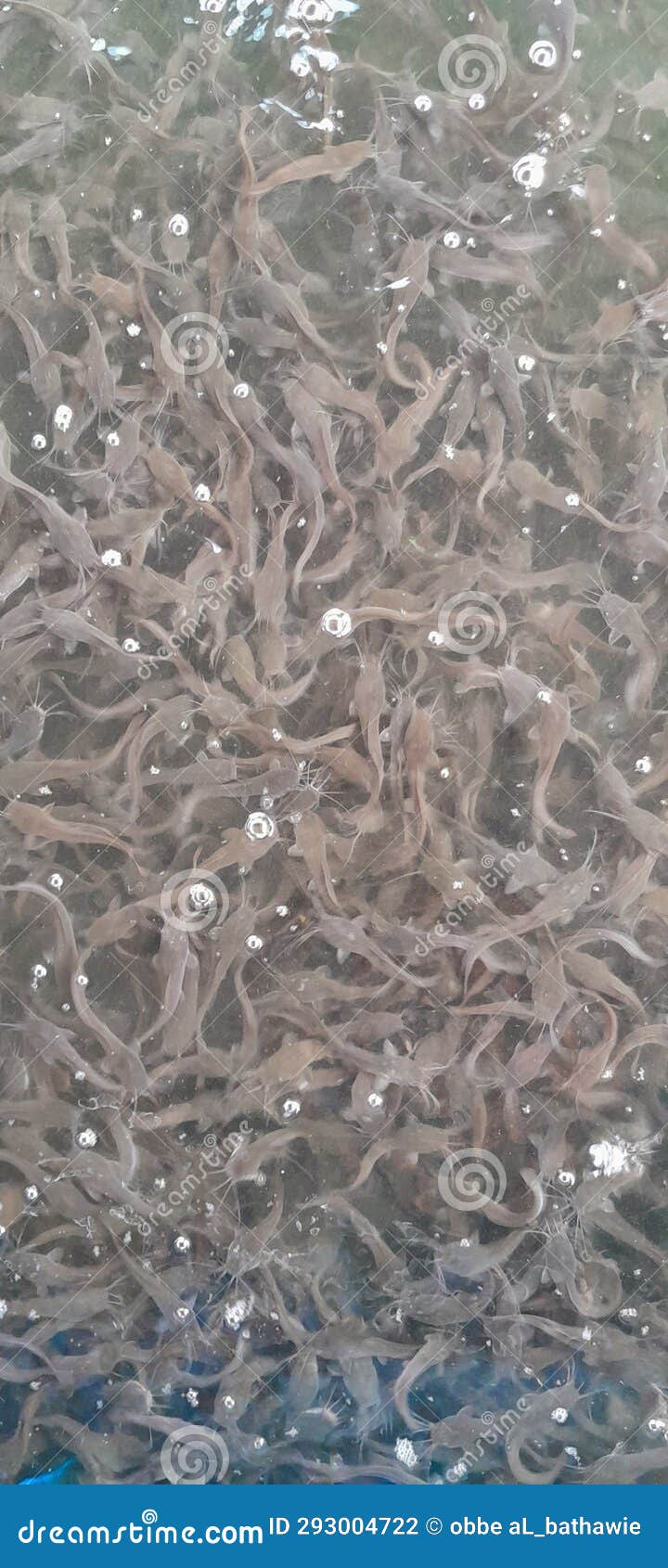 Baby Catfish On The Hand Silurus Glanis Wels Catfish Black And White