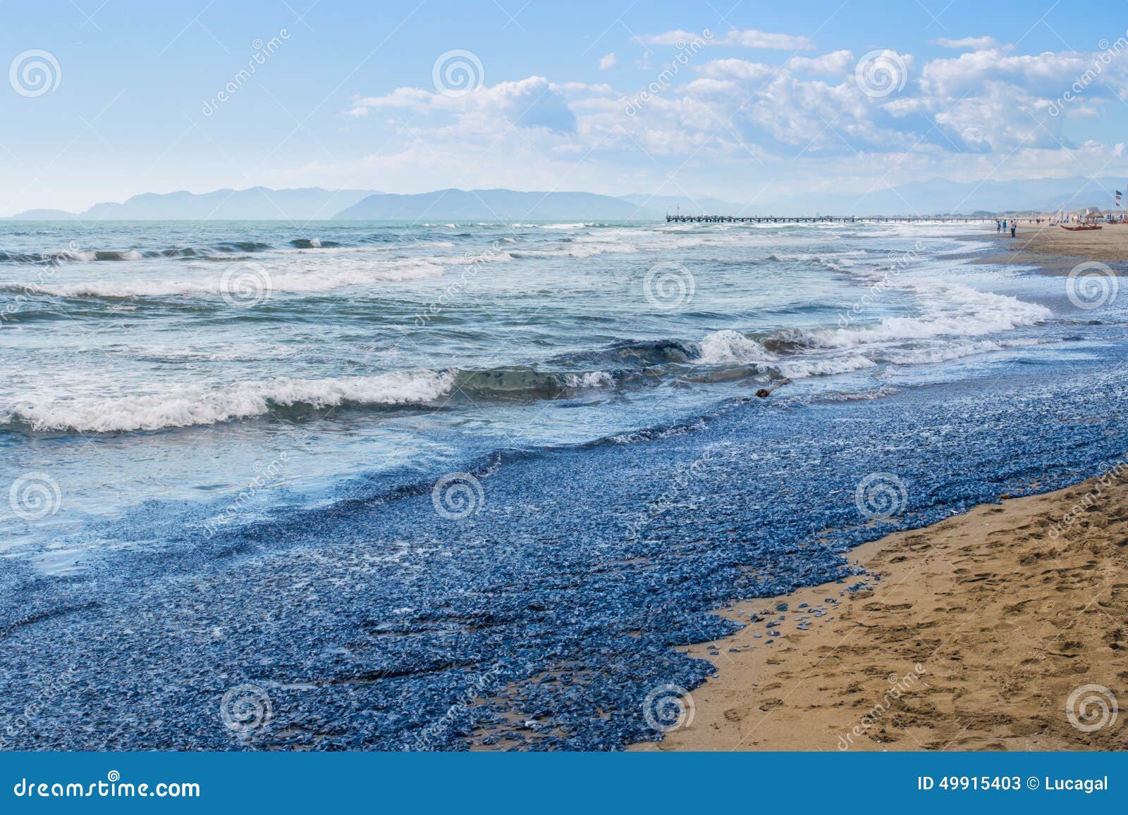 millions of death vellellas (sea raft, by-the-wind sailor, purple sail, little sail) beached in forte dei marmi