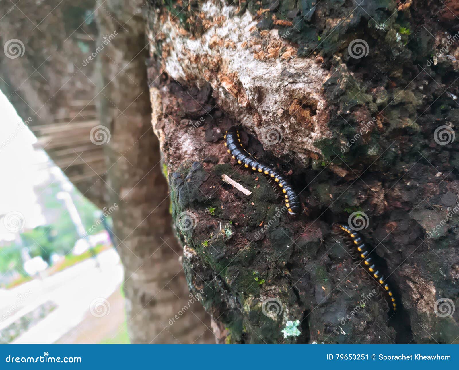 MILLIPEDE ΖΩΝΤΑΝΟ ΣΤΟ ΔΕΝΤΡΟ ΘΕΣΕΩΝ