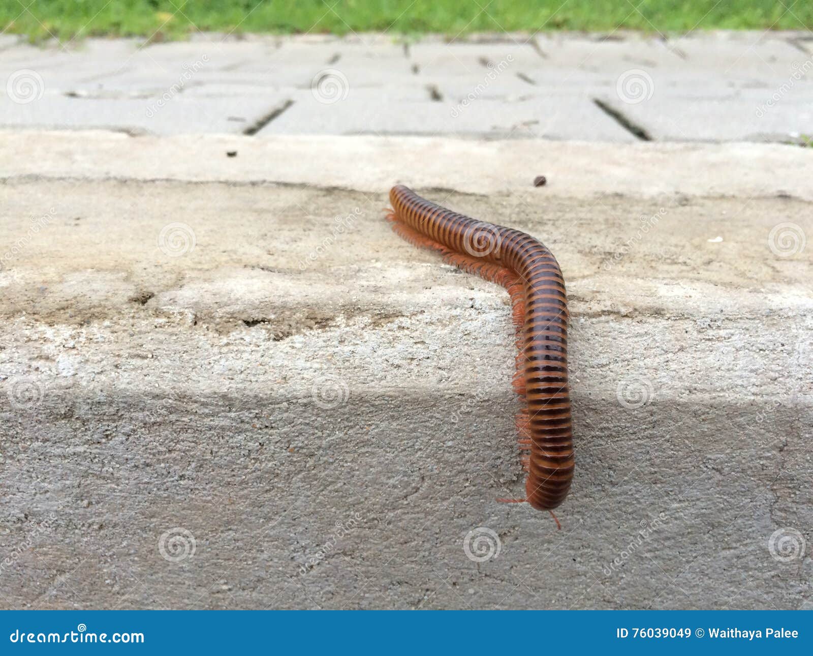 Millipede Climb Down From Sidewalks. RoyaltyFree Stock Photography