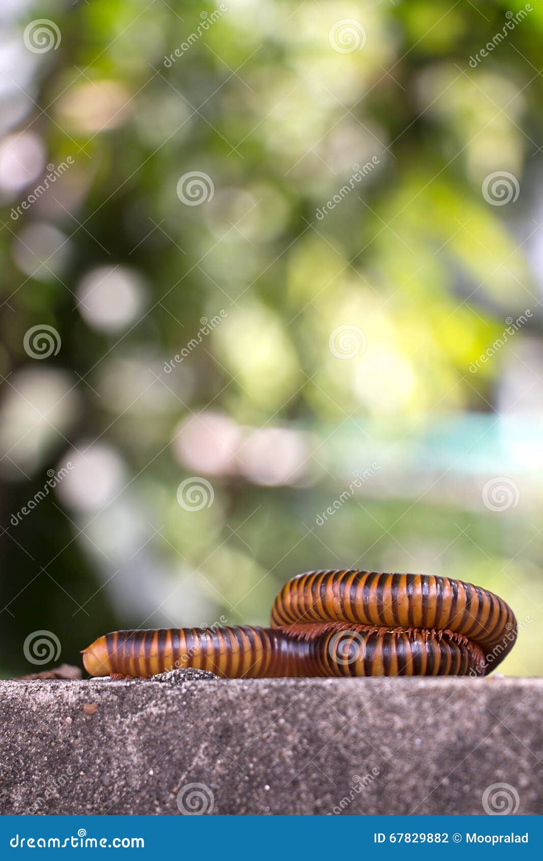 Millipede Climb on the Wall Stock Photo Image of earth, lonely 67829882