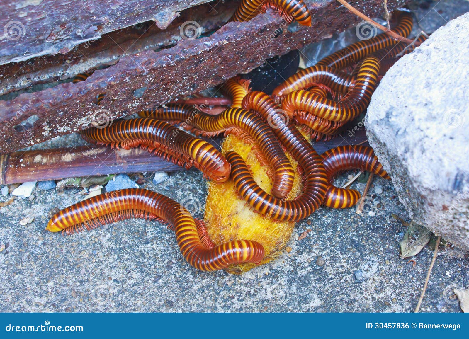 Millipede stock photo. Image of animal, garden, crawl 30457836