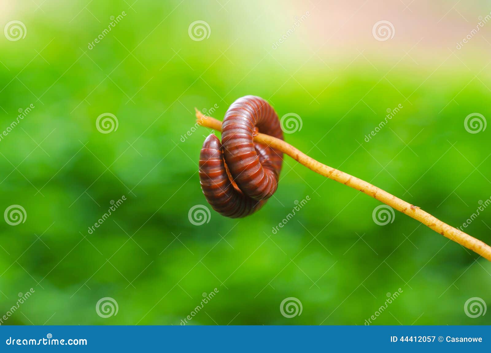 Millipede is Insects that Have Several Legs Stock Image Image of