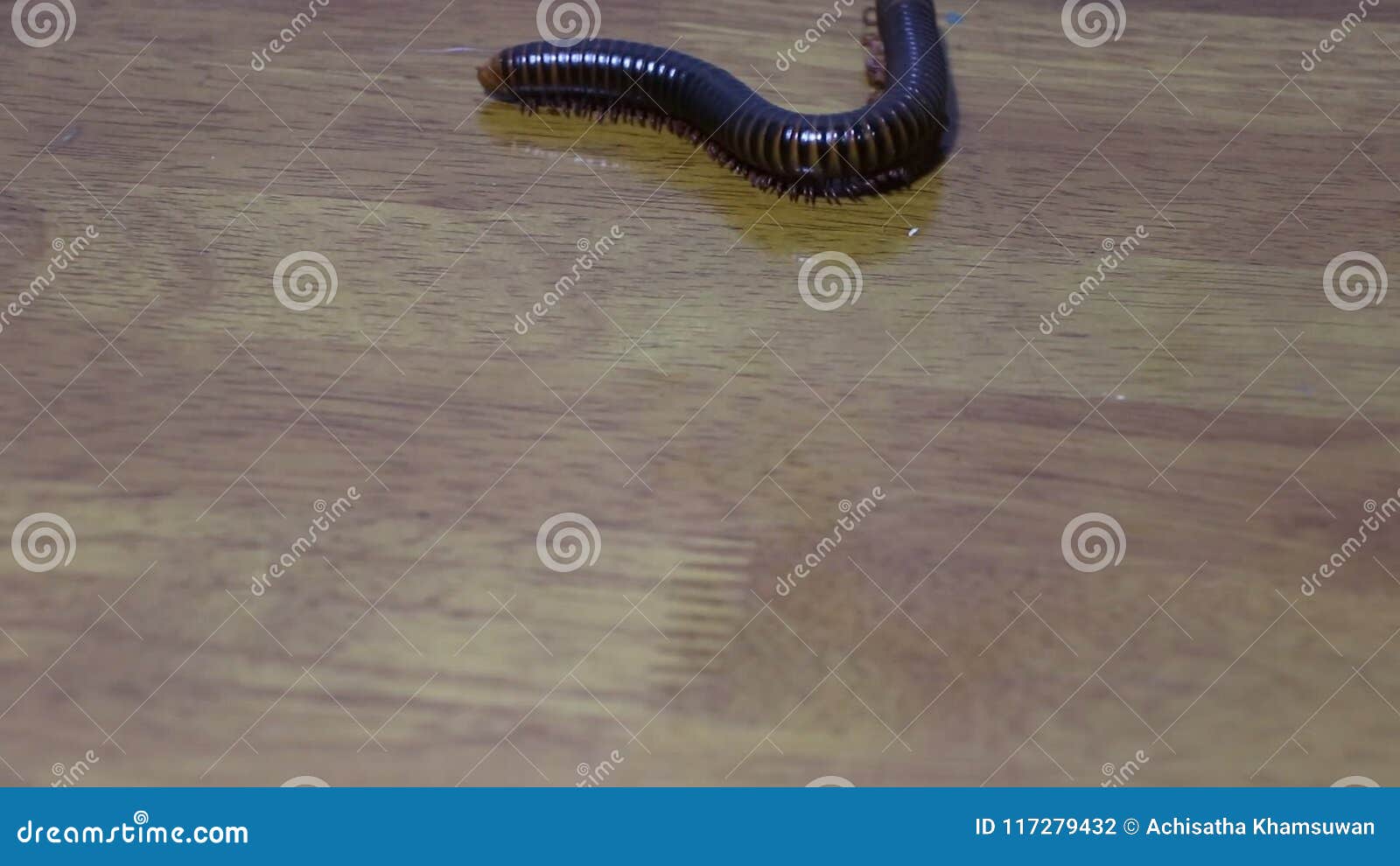 Millipede Walking On The Wooden Floor Millipedes Are Those Long