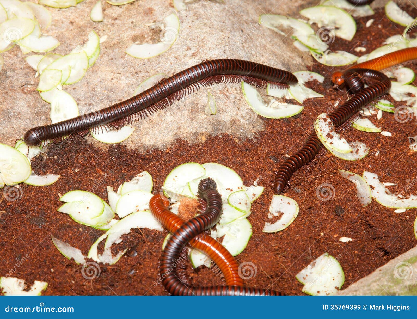 Millipede worm stock image. Image of malaysia, millipede 35769399