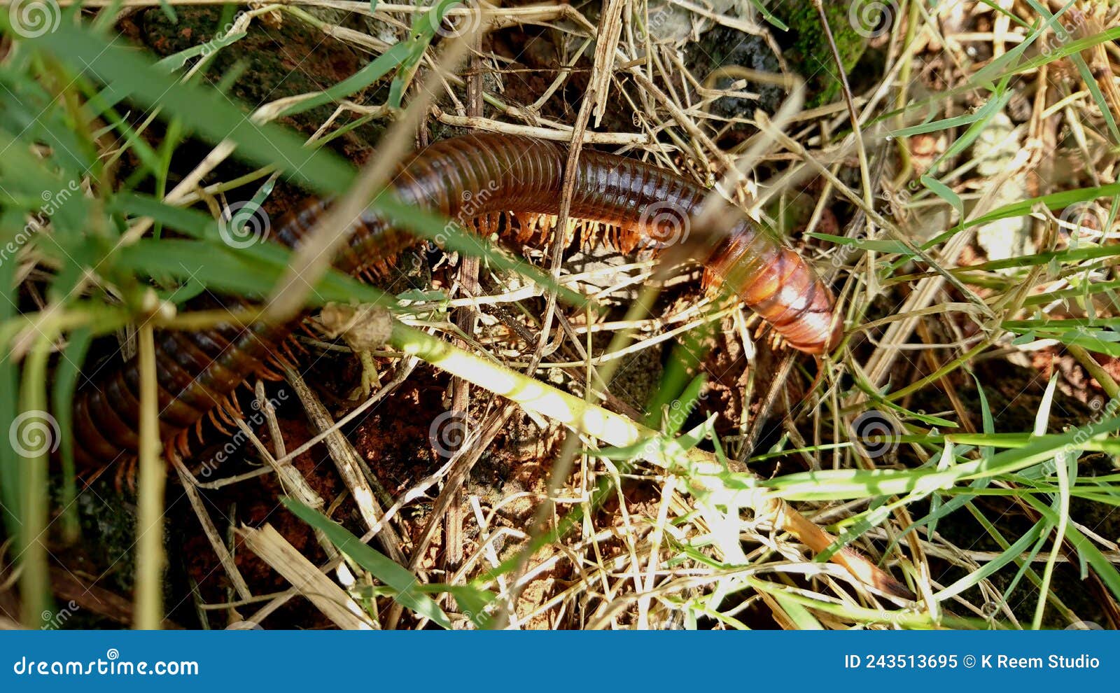 Millipedes on Grassy Ground, Nature Background Stock Image - Image of  circled, millipede: 243513695