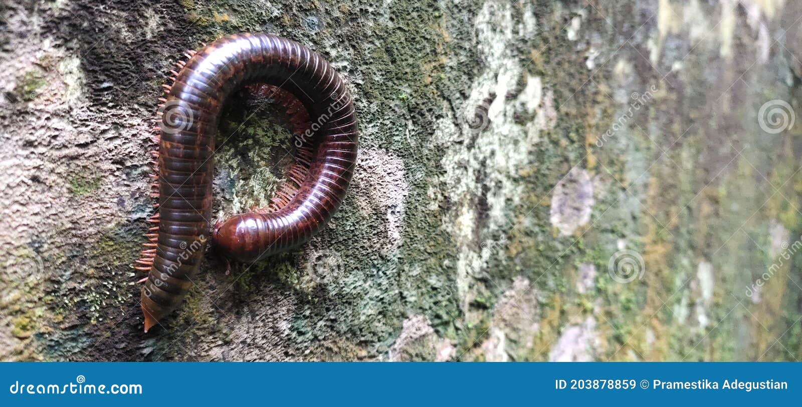 Millipedes on the Mossy Wall Stock Image Image of mossy, millipedes