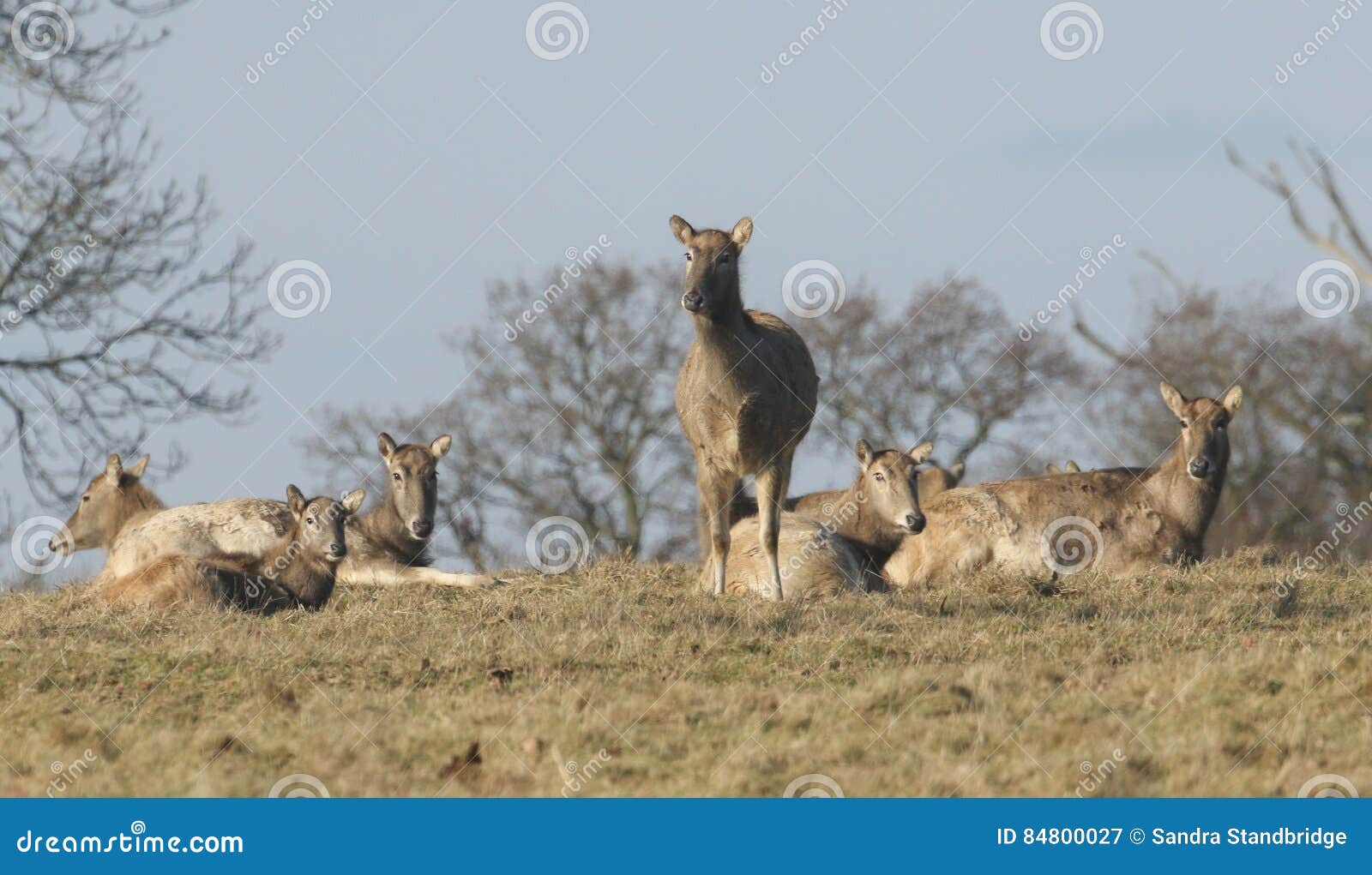 milu deer also known as pÃÂ©re david`s deer, elaphurus davidianus.