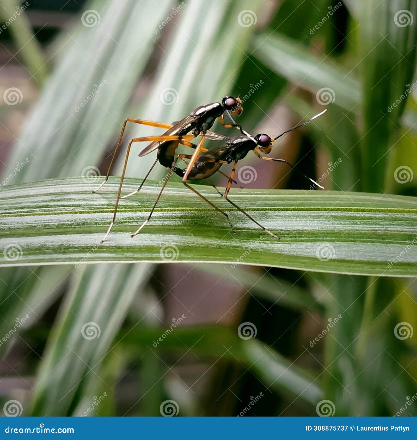 mimegralla coeruleifrons mating