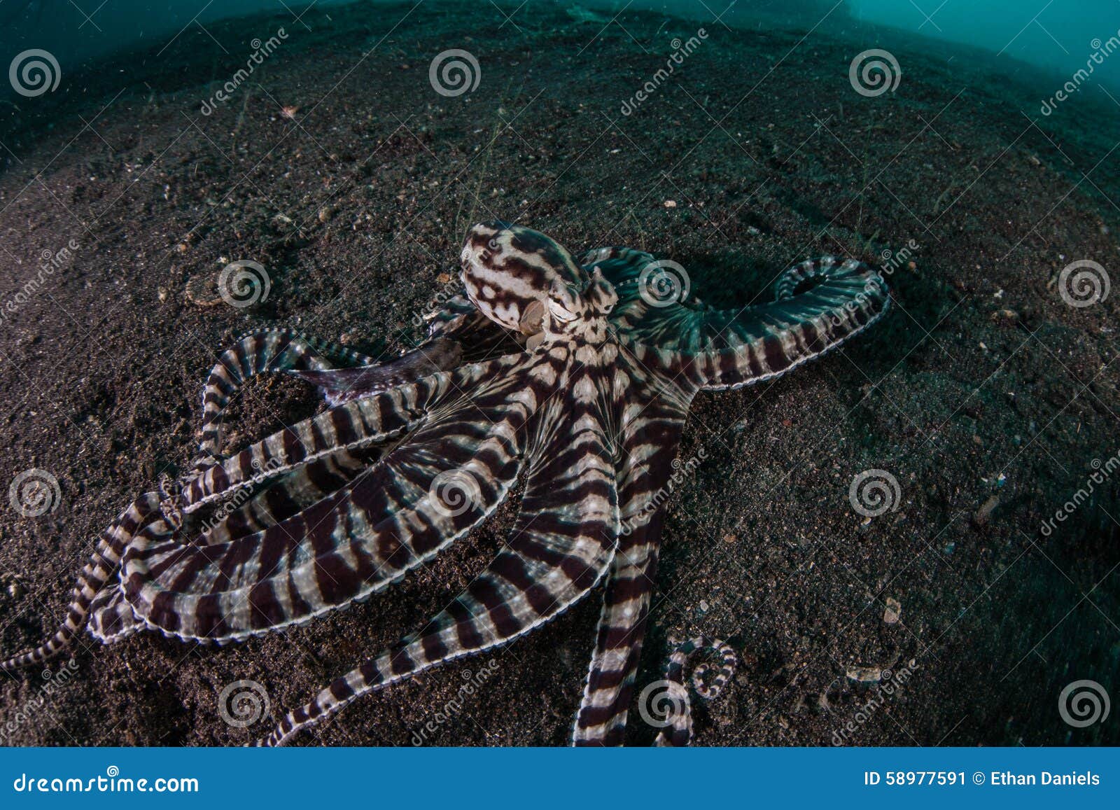 mimic octopus crawling on black sand