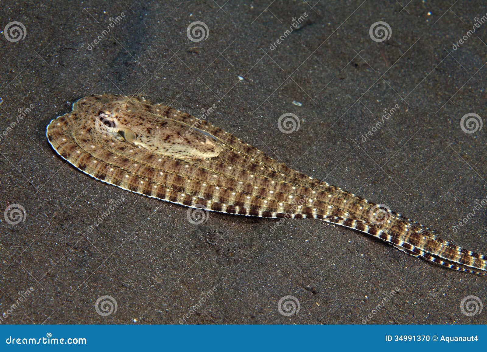 mimic octopus stock photo