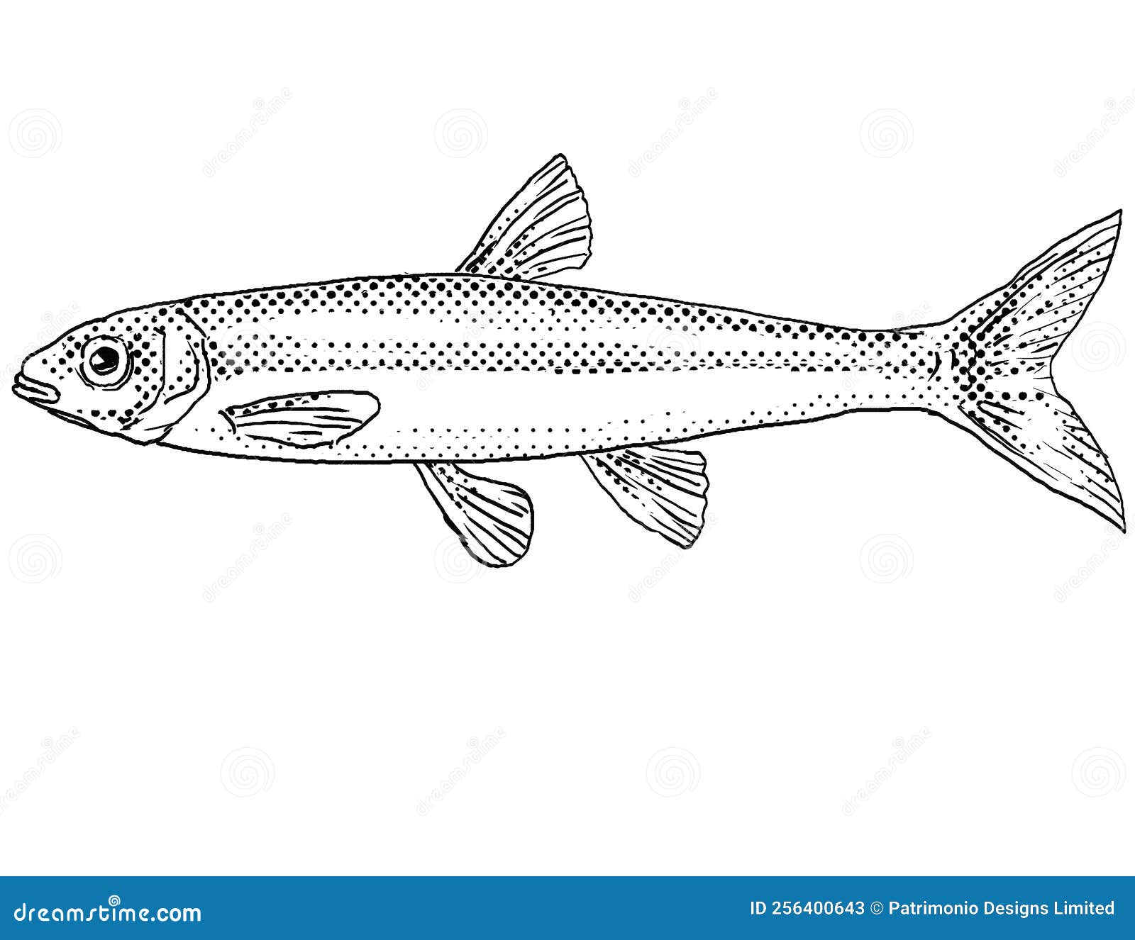 mimic shiner or notropis volucellus freshwater fish cartoon drawing