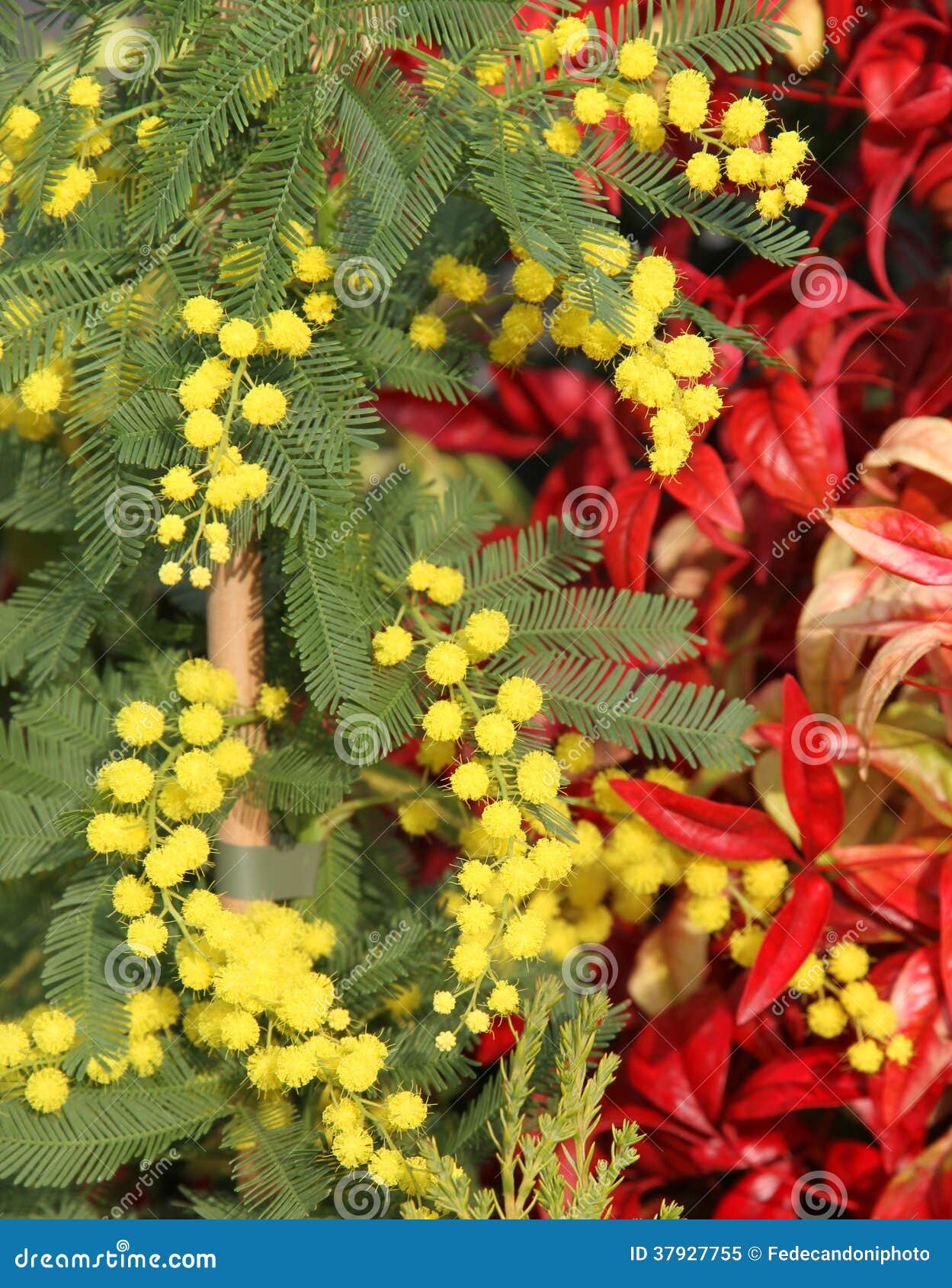 Mimosa with the Background of Red Leaves 2 Stock Image Image of marzo