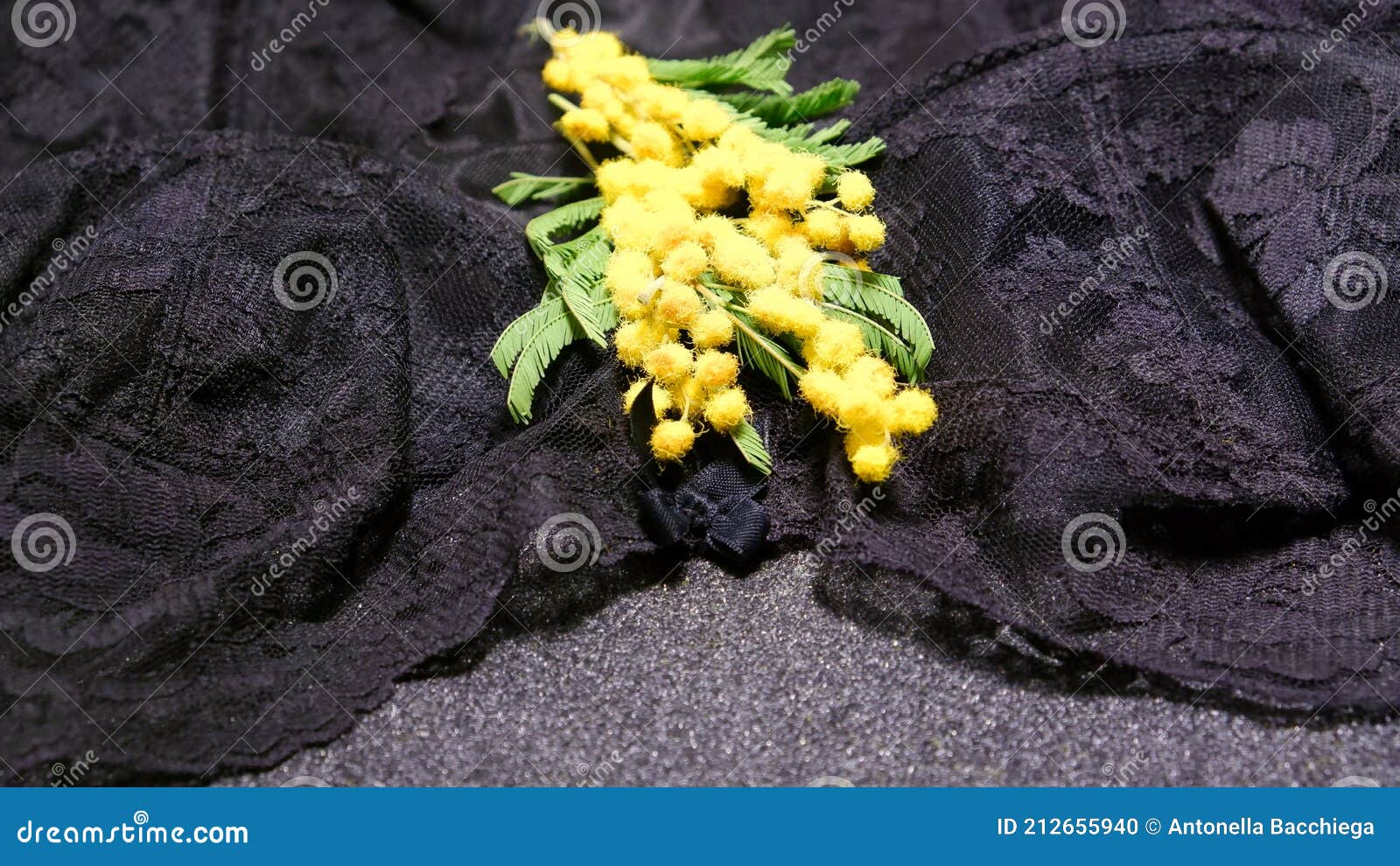 mimosa on a black lace, march 8,women& x27;s day