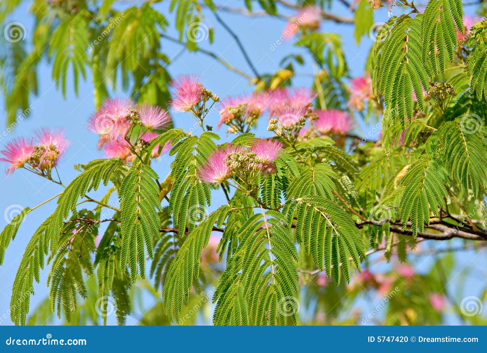 Mimosa Blossoms stock photo. Image of season, landscape 5747420