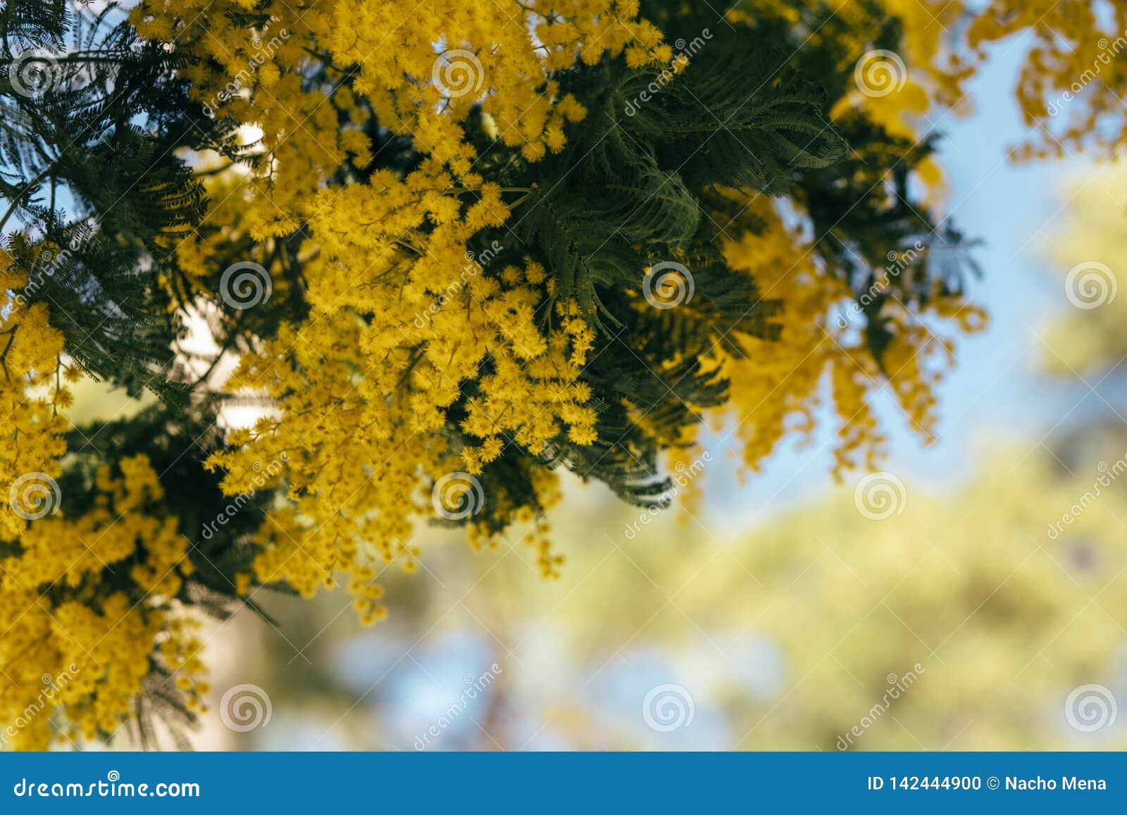 Mimosa, Flor Amarela Da Acácia Fundo Da Primavera Foto de Stock - Imagem de  exterior, folha: 142444900