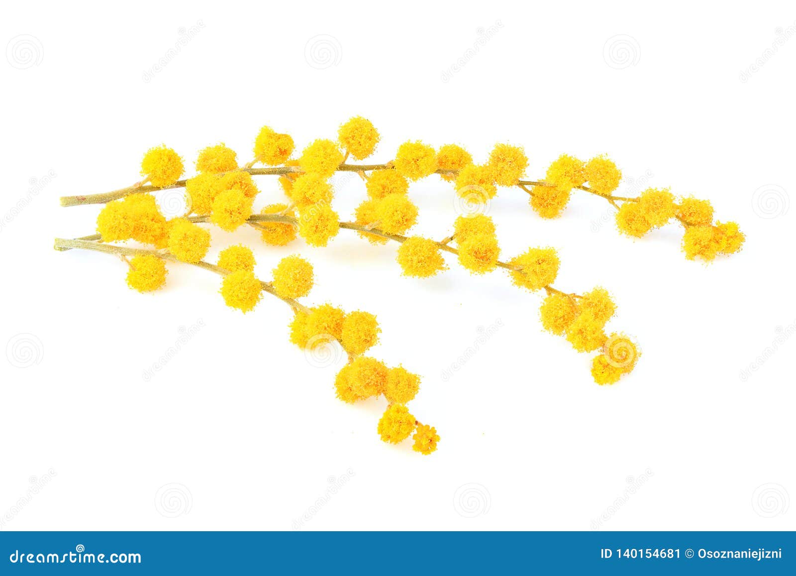 Mimosa Flower on Branch Isolated Stock Image Image of beautiful, flower 140154681