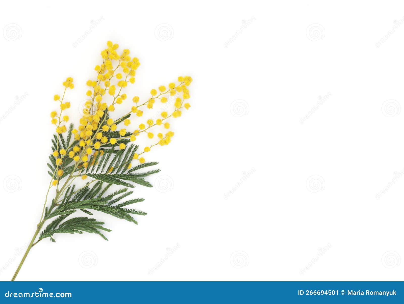 Mimosa Flower Branch on the White Background. Stock Image Image of