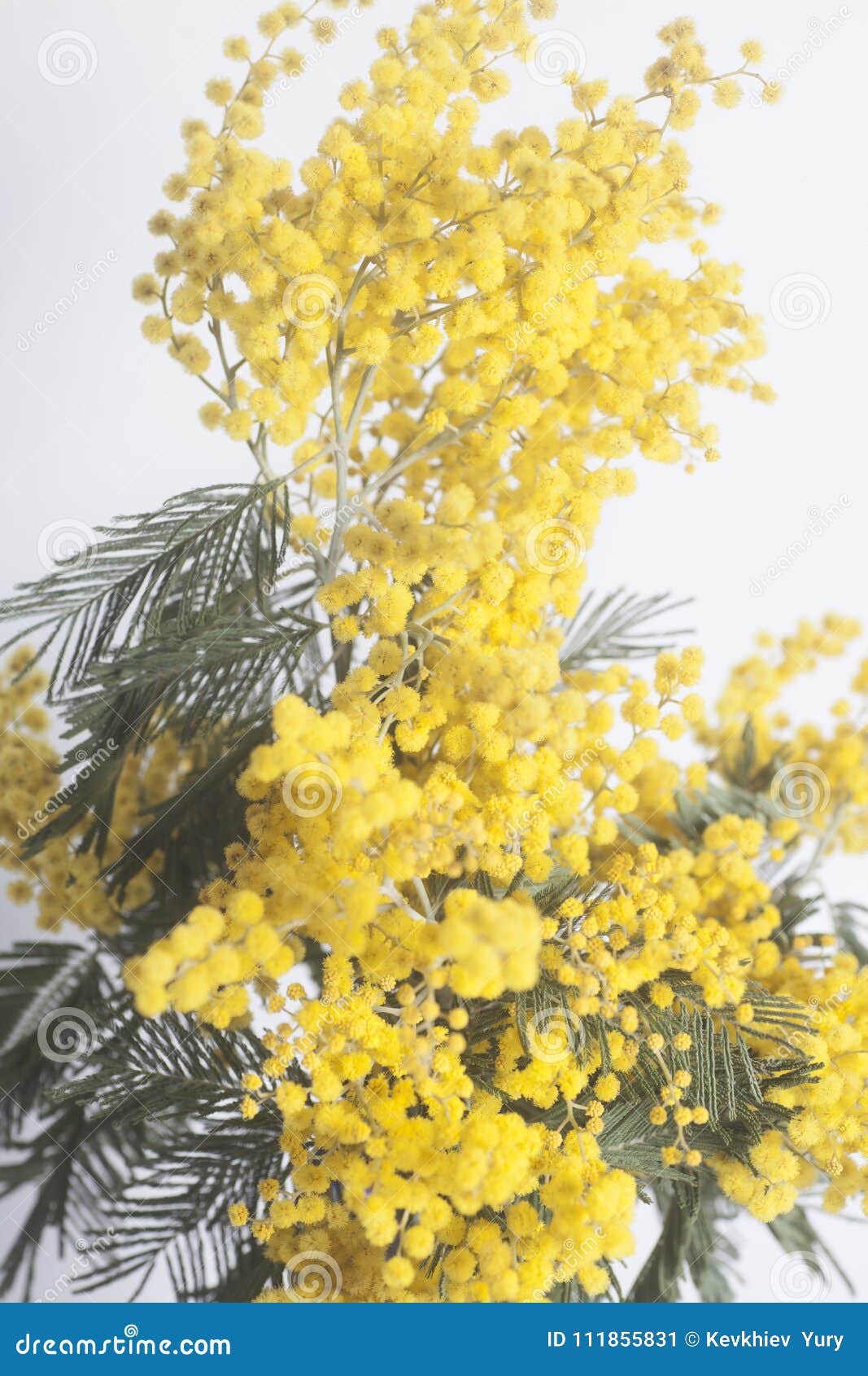 Mimosa flowers bouquet stock image. Image of bouquet 111855831