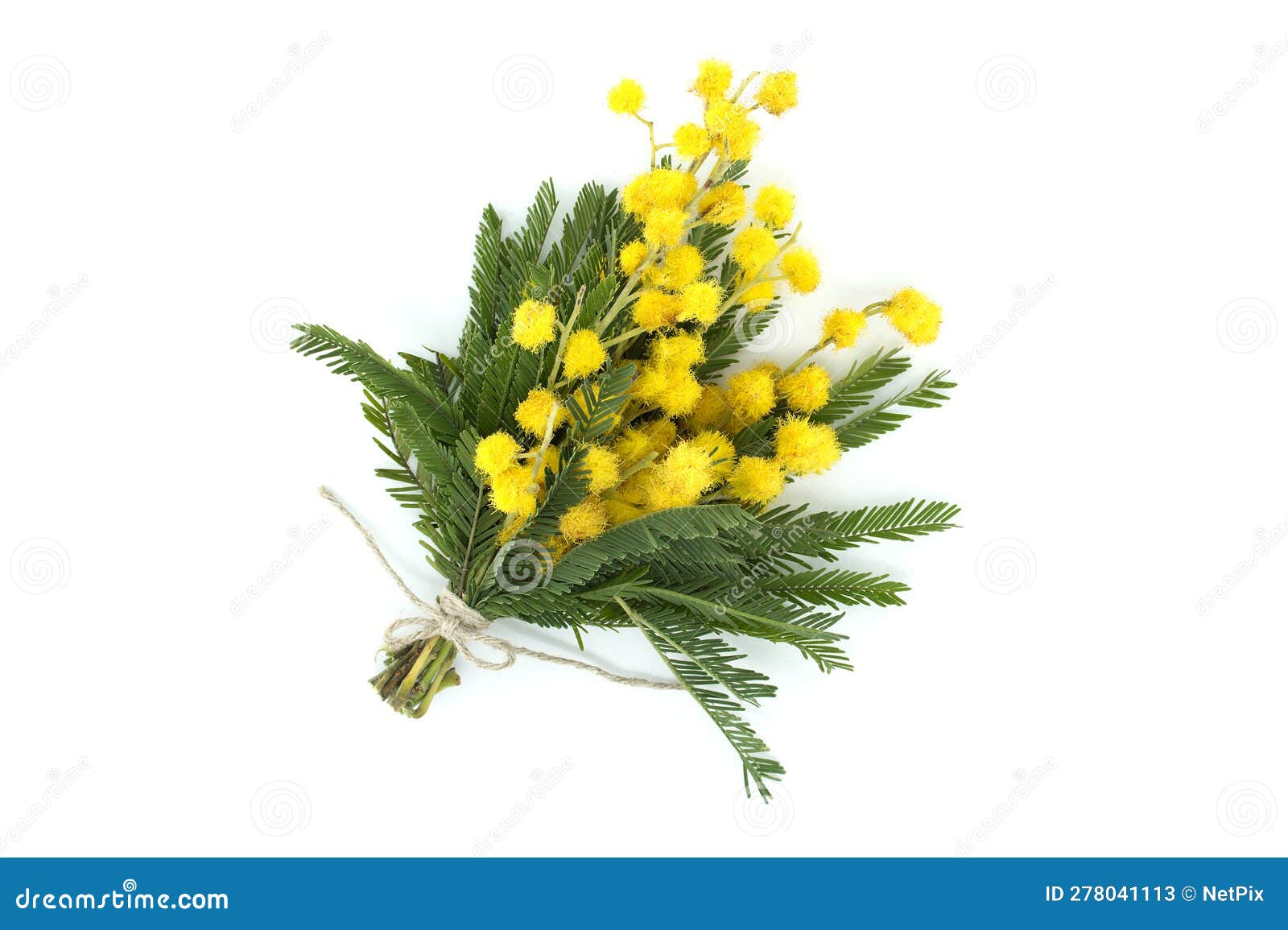 Mimosa Flowers Bouquet Yellow Fluffy Balls And Leaves Stock Image