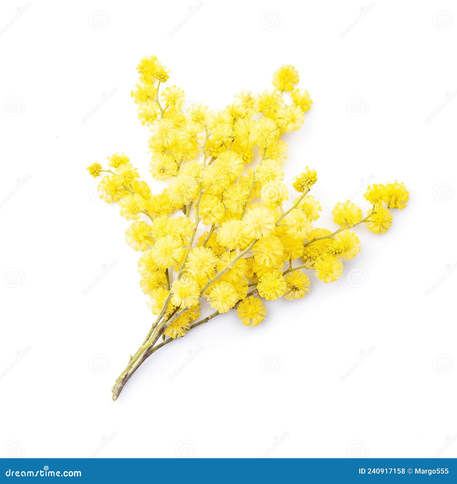 Mimosa flowers closeup stock photo. Image of twig, spring 240917158