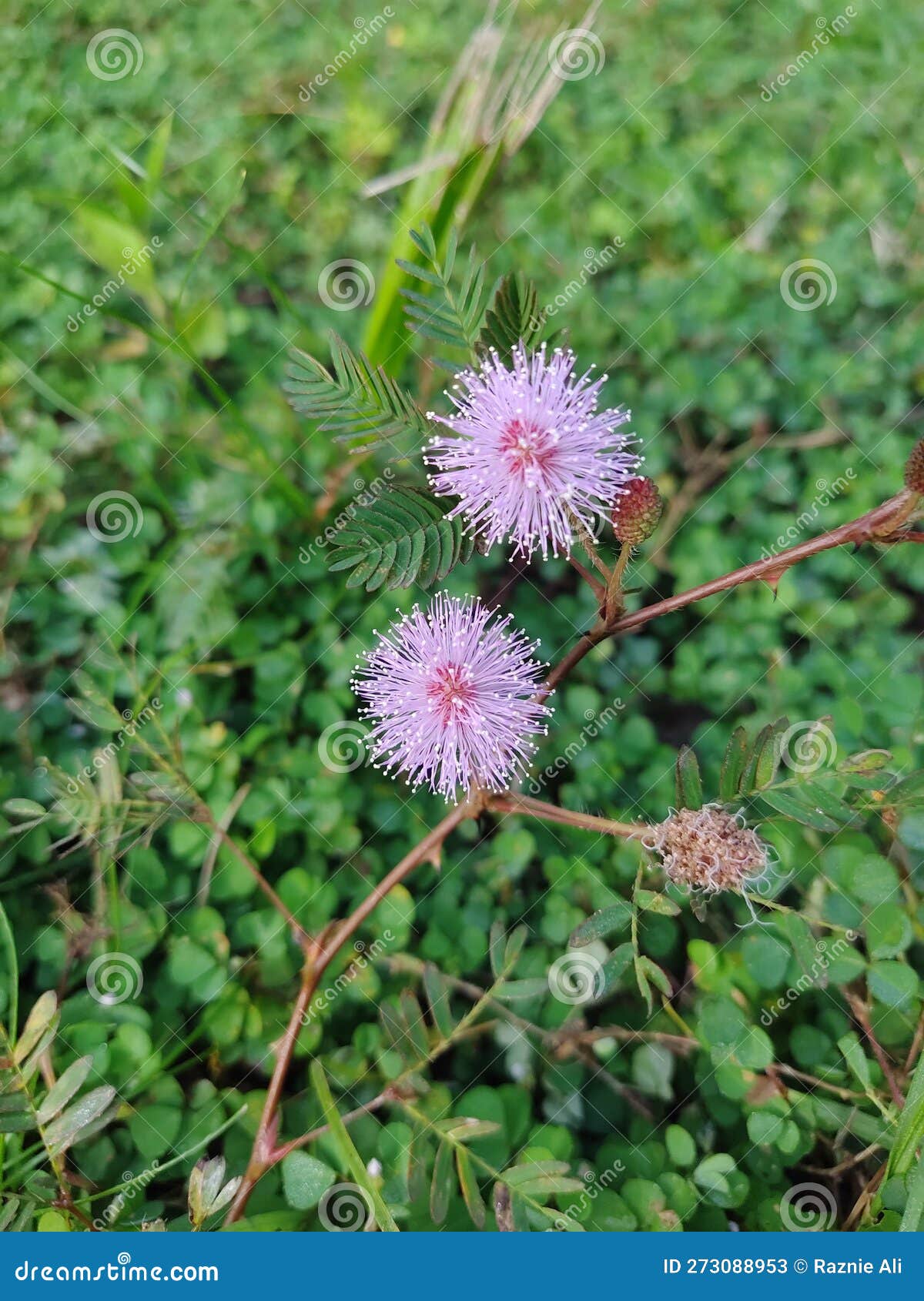 Mimosa Flowers with Green Backgrounds Stock Image Image of flowers
