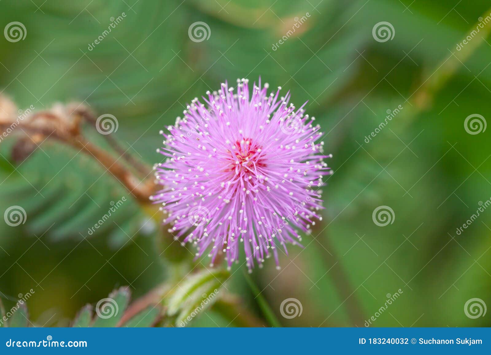 Mimosa flowers stock photo. Image of globular, botany 183240032