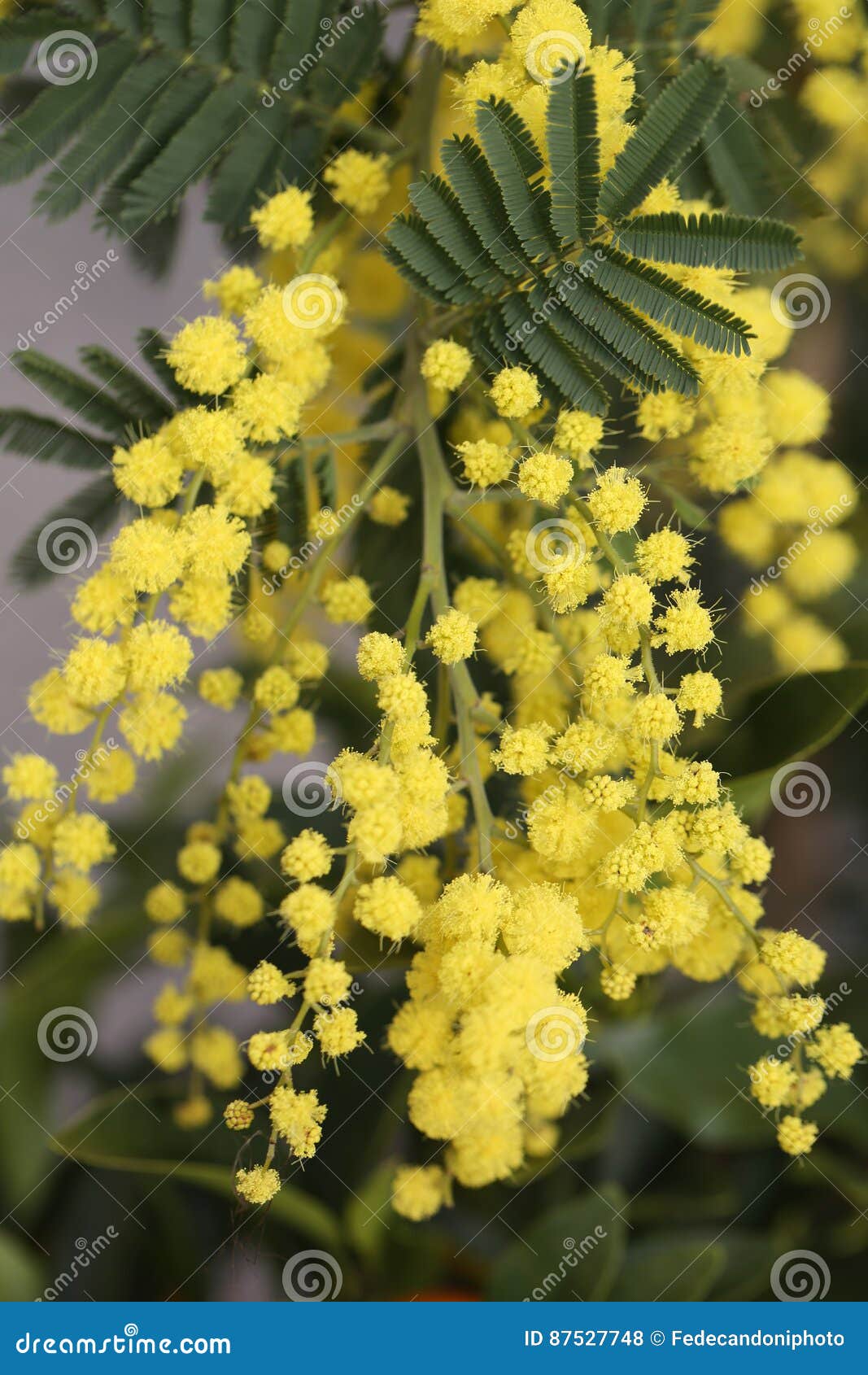 Mimosa Flowers on the Plant in March Stock Photo Image of backdrop