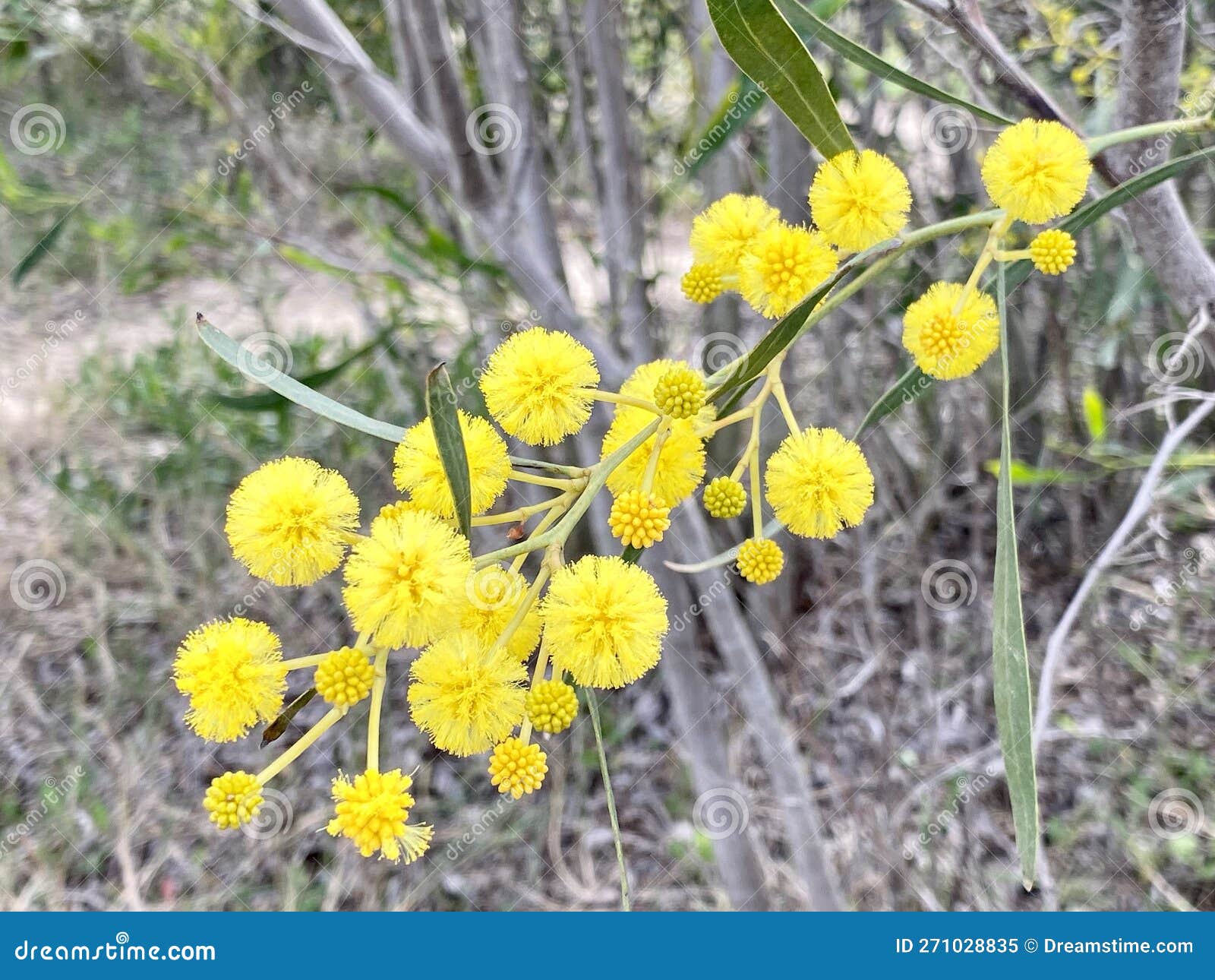 mimosa flowers on the way to praia do barril beach in the ria formosa natural park in luz de tavira