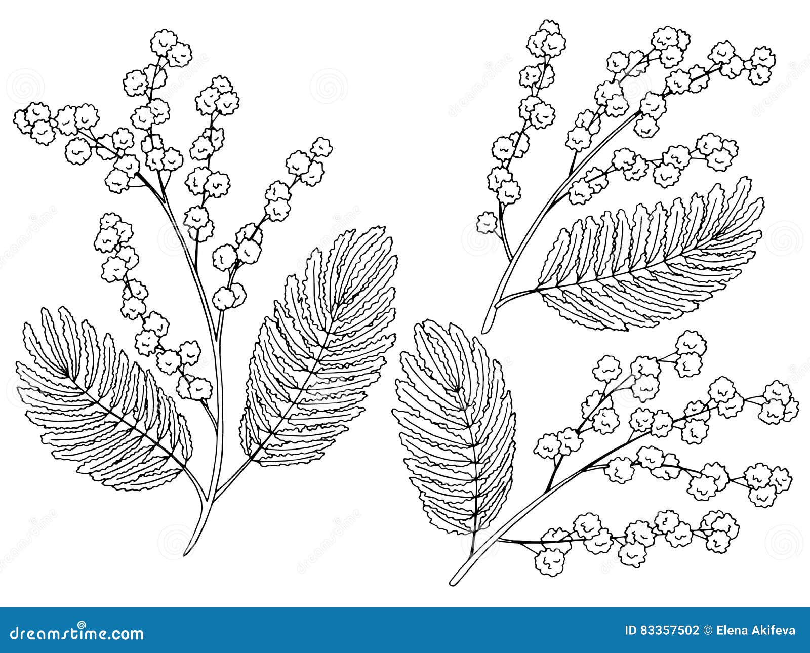 Mimosa Graphic Black White Isolated Sketch Illustration Stock Vector