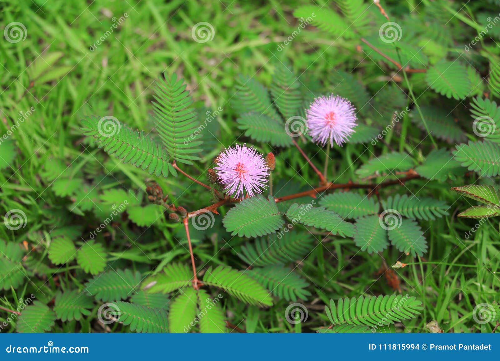 Shy plant Stock Vector Images - Alamy