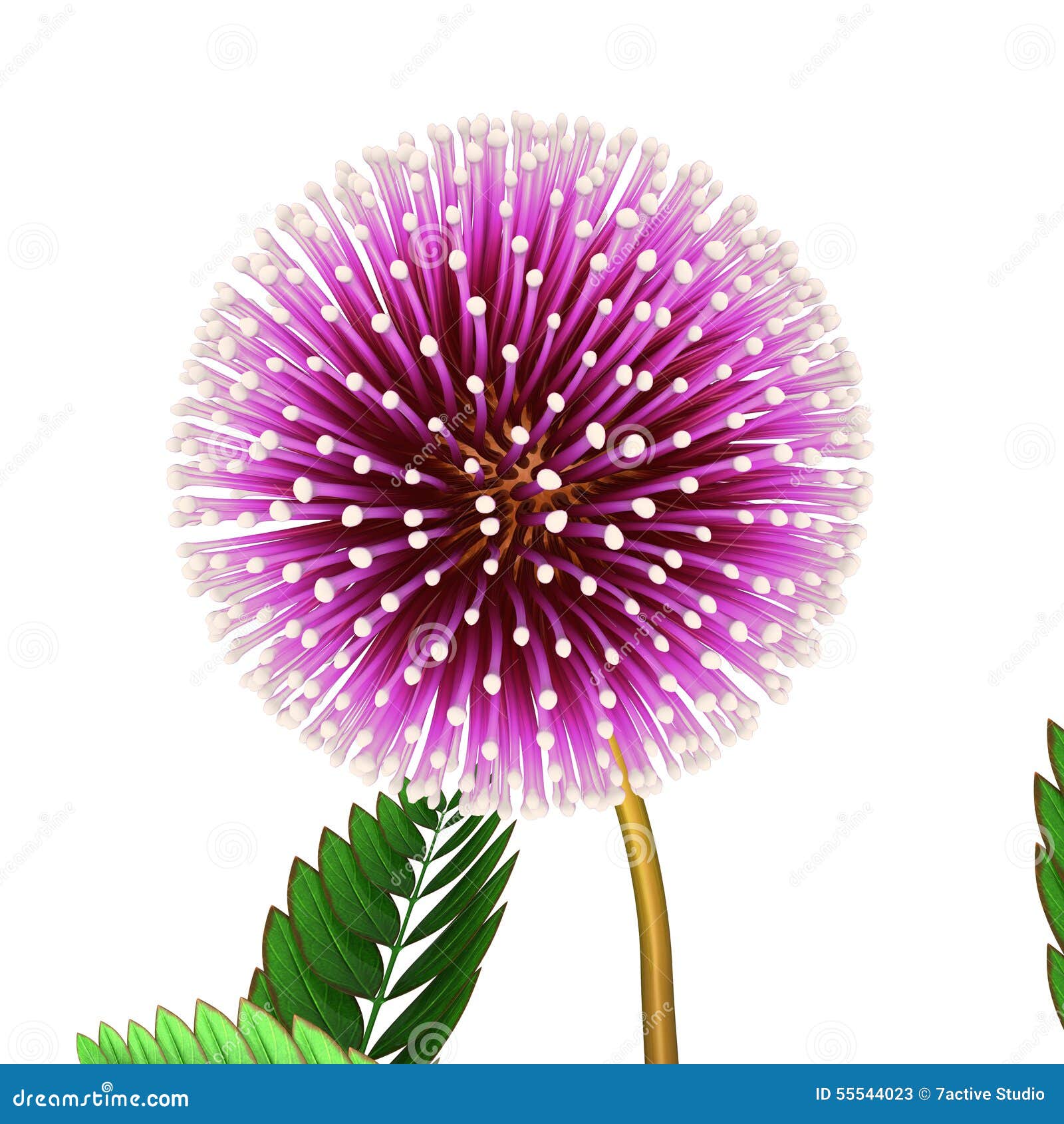 clip art mimosa tree - photo #10