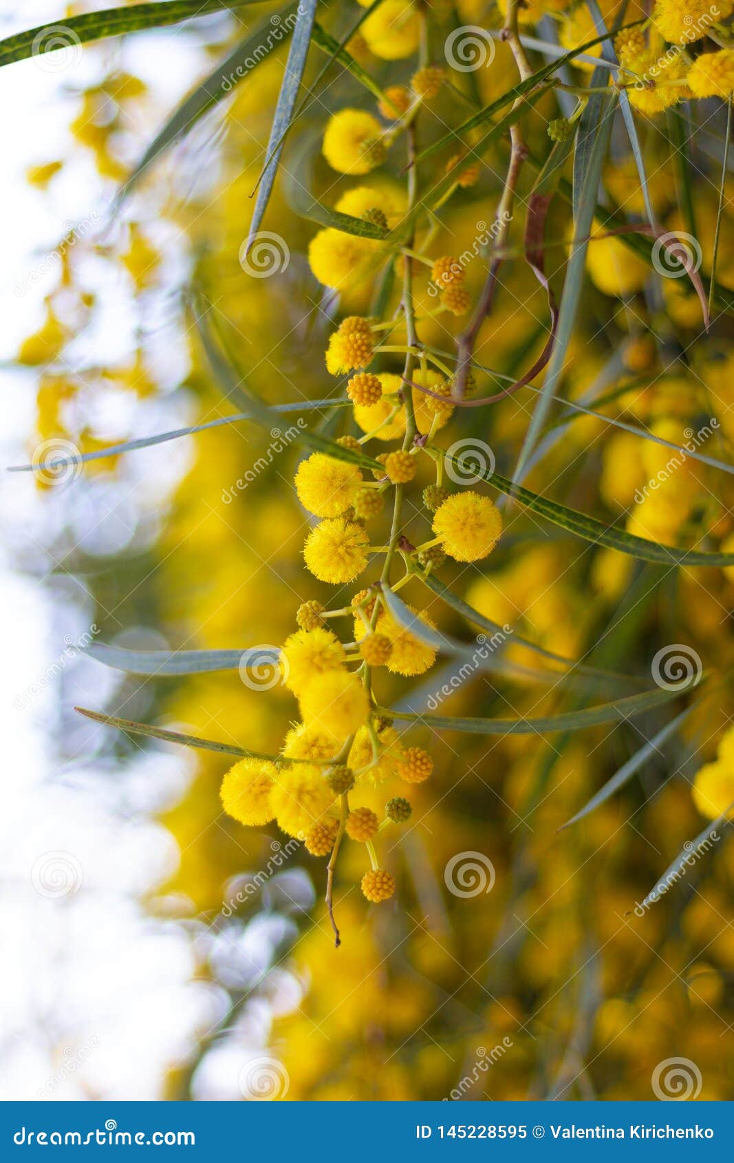 Mimosa Spring Flowers Yellow Colour Stock Image Image of spring