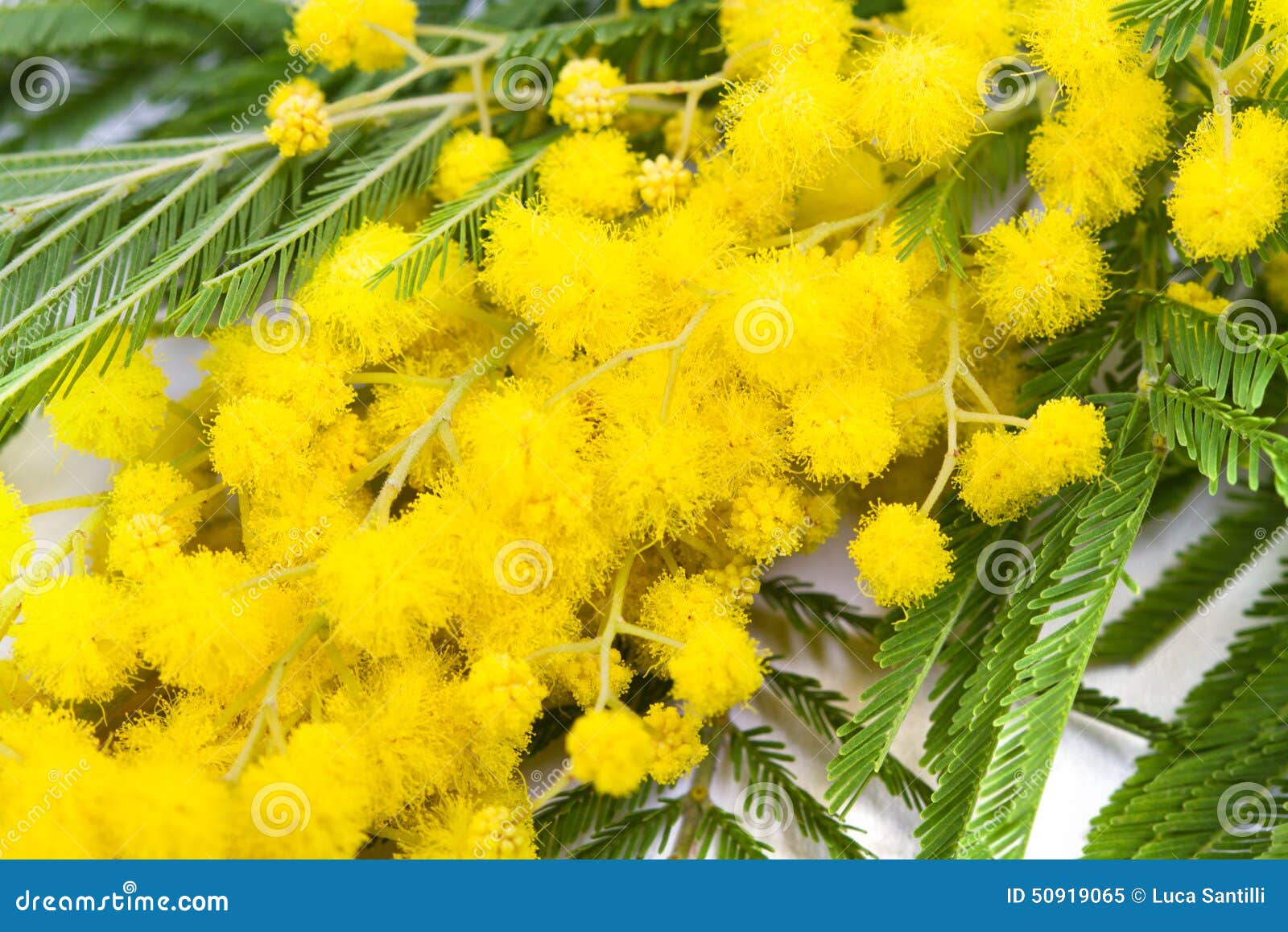 Mimosa, Women Day stock image. Image of decoration, branch 50919065