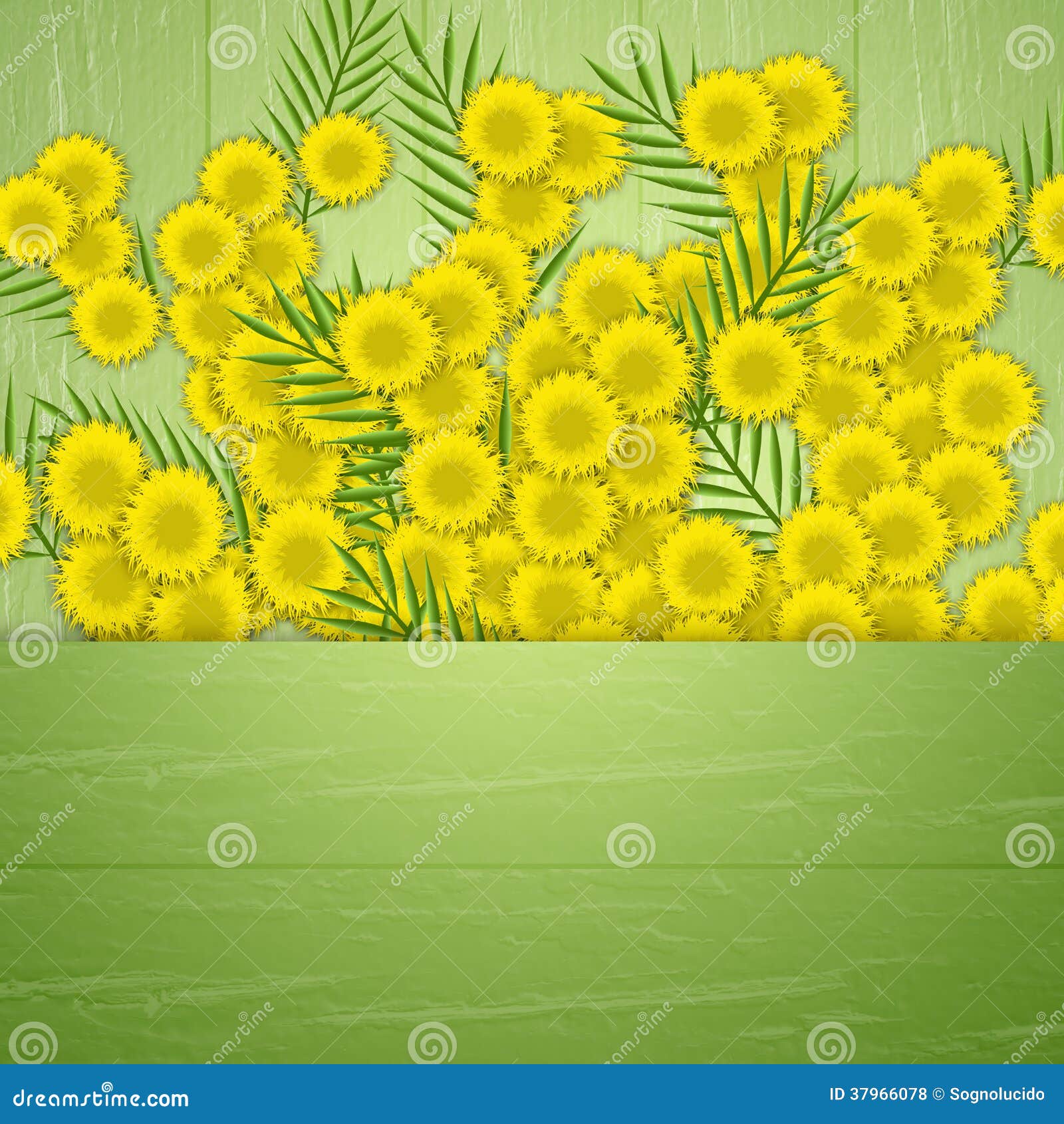 Mimosa for Women s Day stock illustration. Illustration of festival